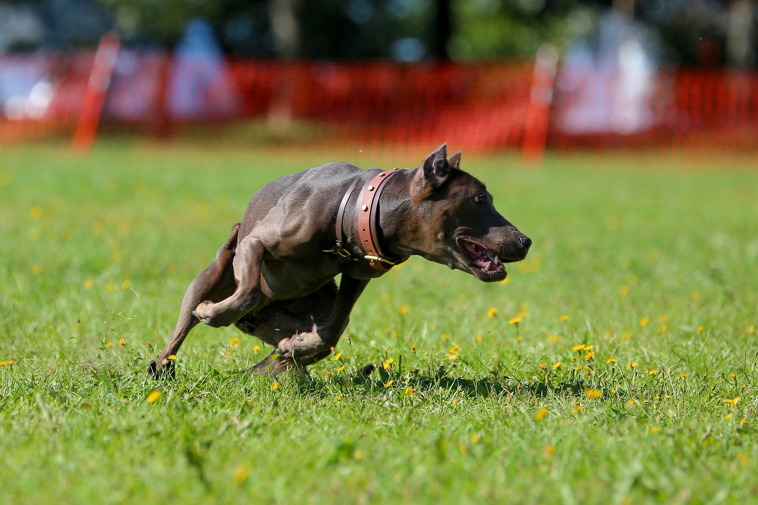 Petshop Run. Irenephoto.ru