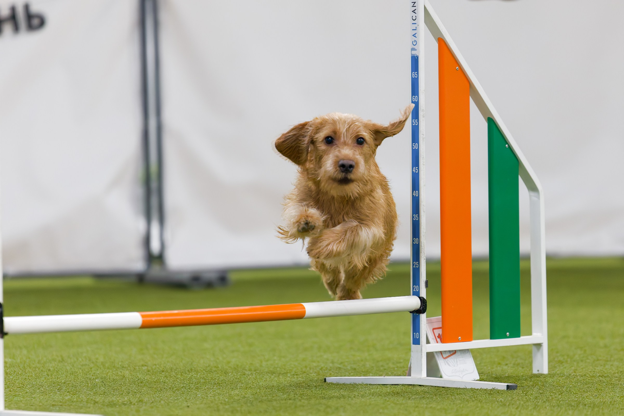 День рождения Пёсбурга — февраль 2025. Irenephoto.ru