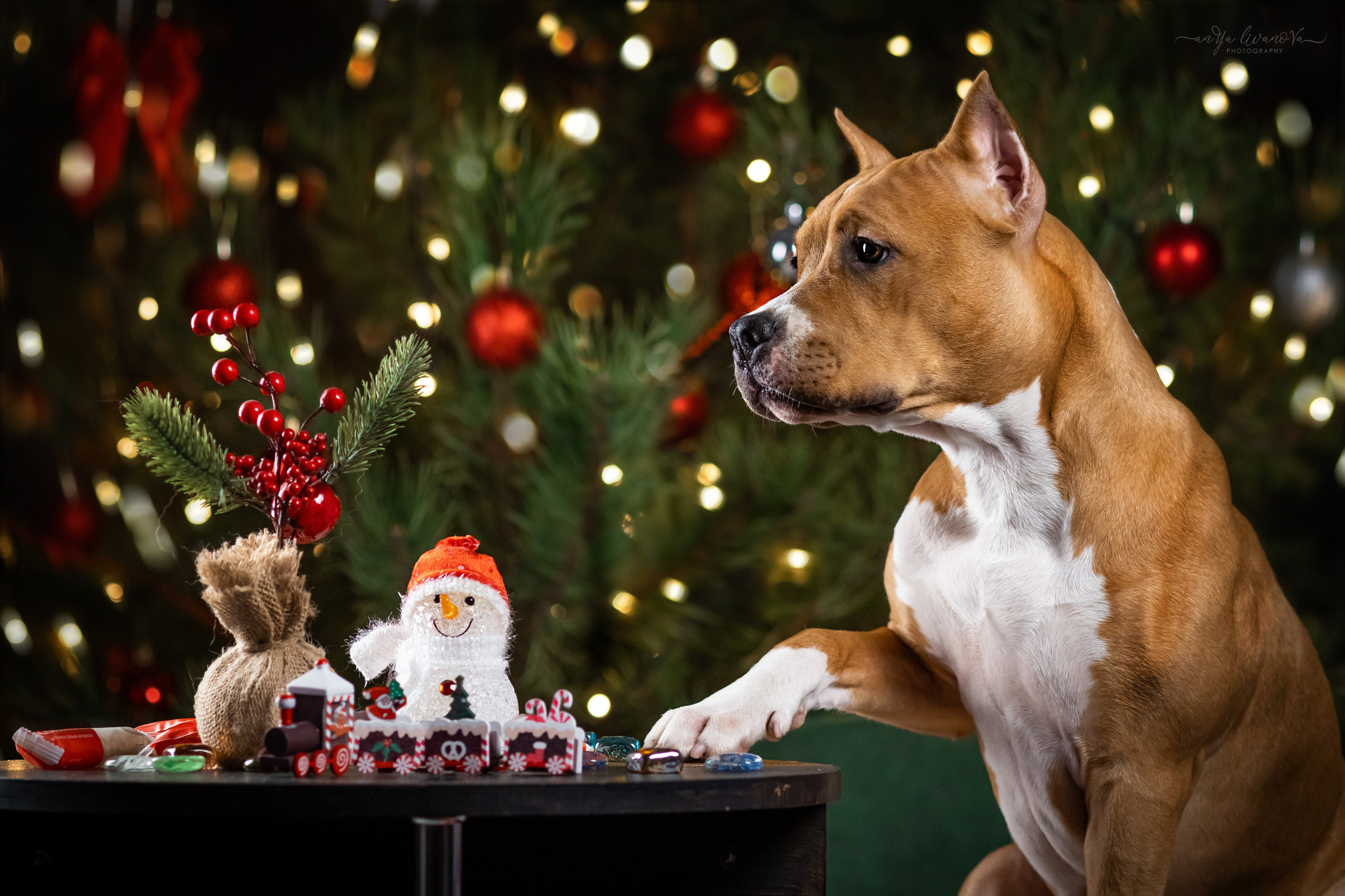 Новогодняя атмосфера в «Simply the Best». Фотограф анималист Аня Ливанова | Рыбинск