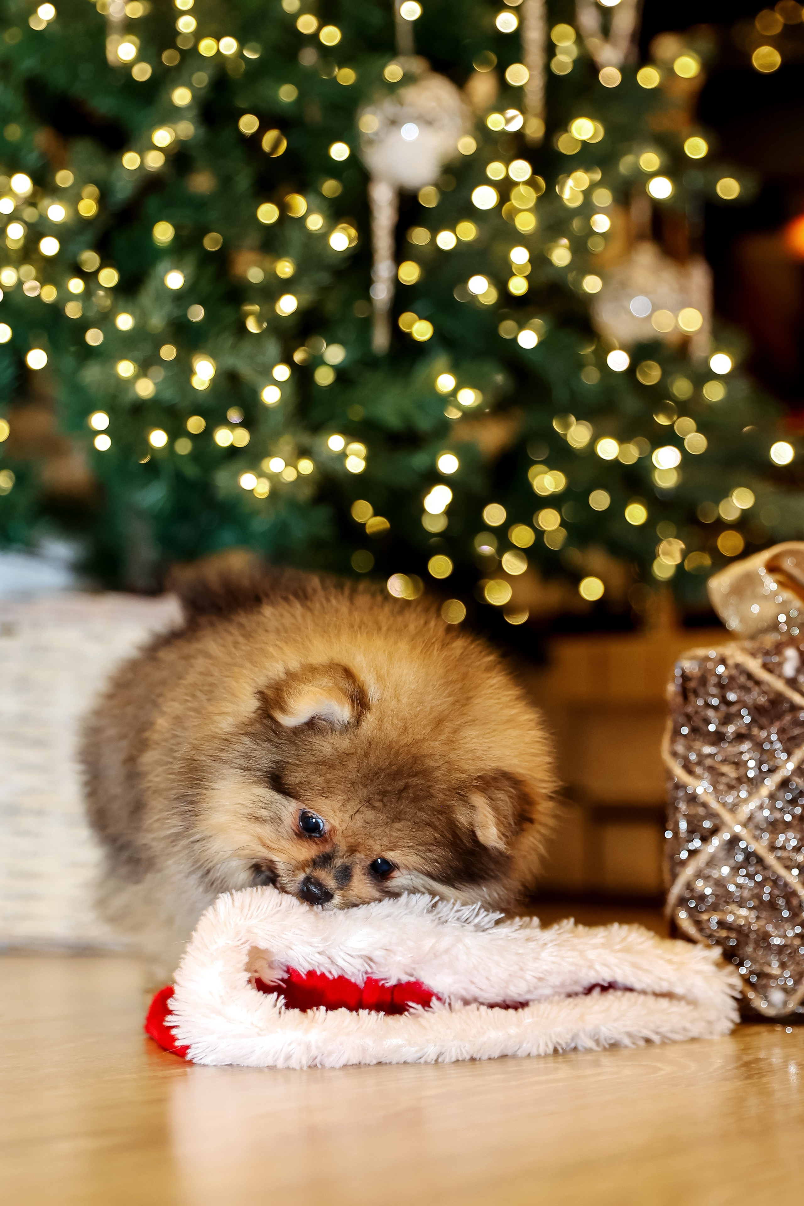 Съемка щенков шпица. Фотограф — Татьяна Кириллова, г. Санкт-Петербург