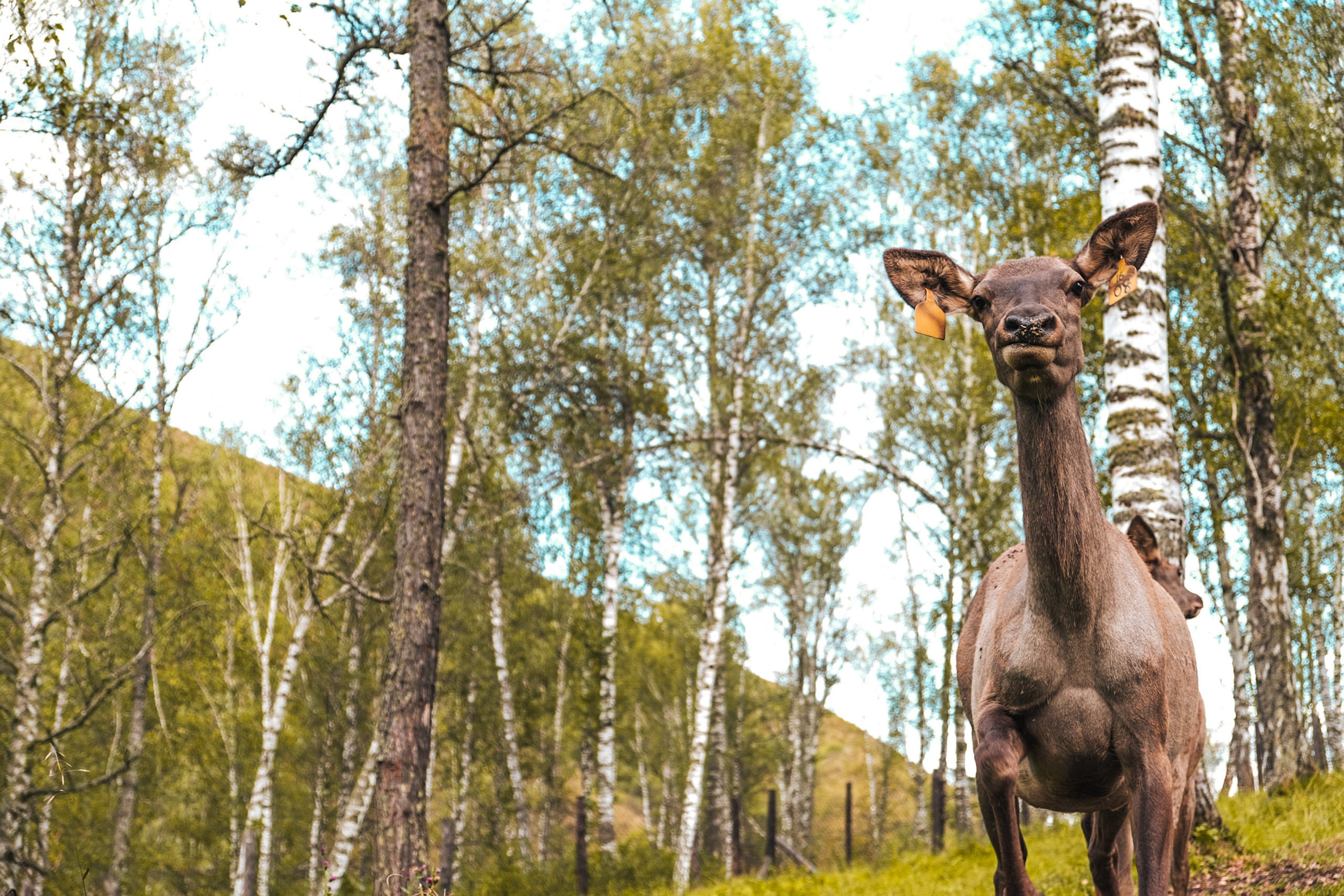 Altai 21'. Фотограф в Тюмени Кирилл Марфин