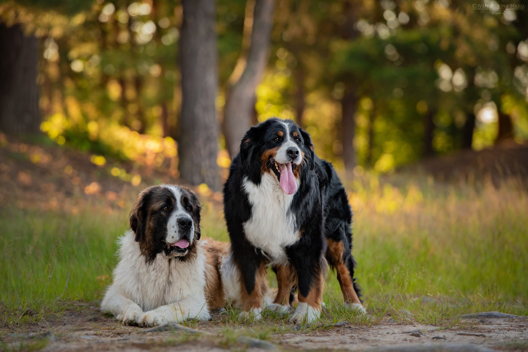 Фотограф-анималист. Фотограф собак в Москве и Московской области Иванушкина Мария