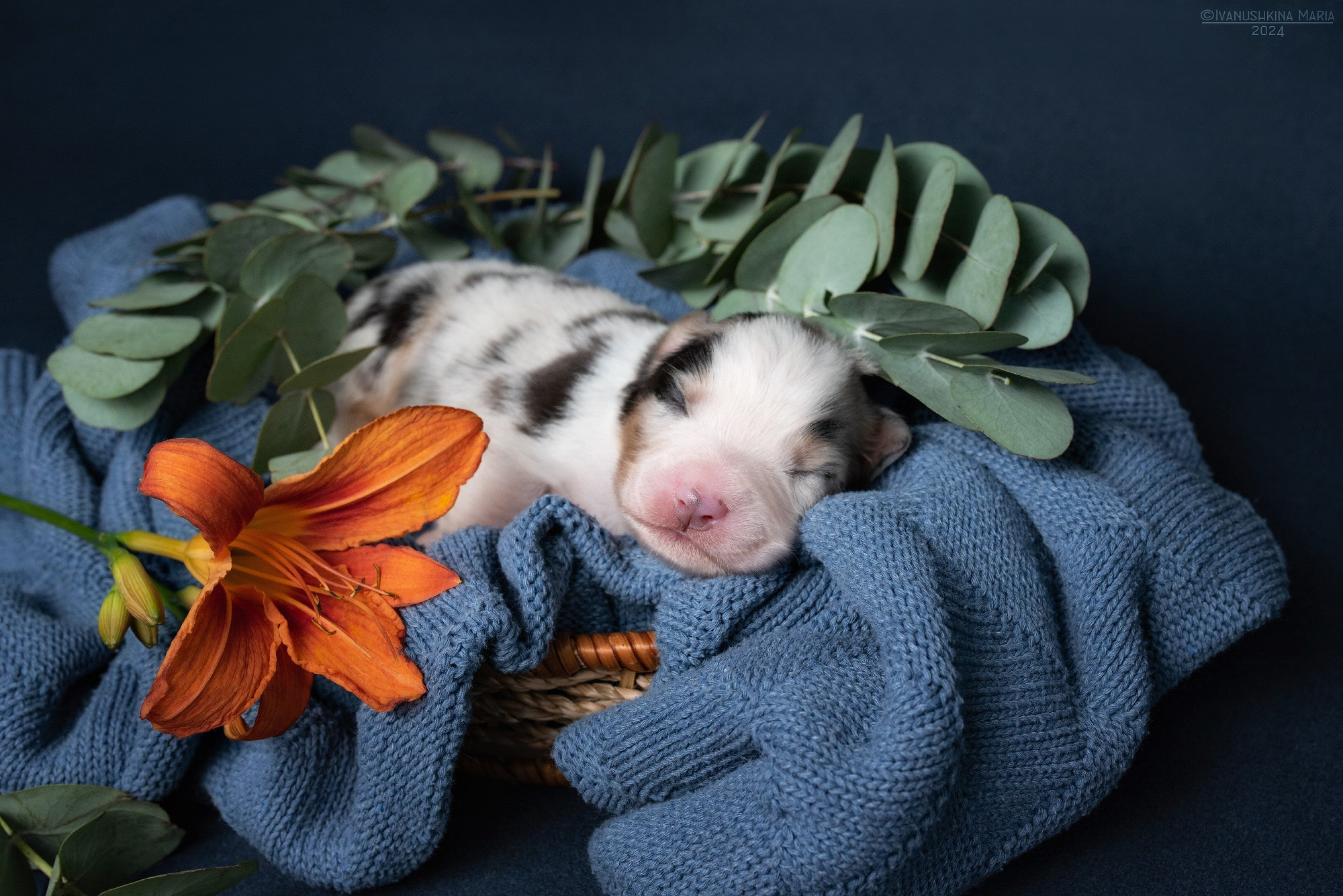 Ньюборн фотосессия щенков. Фотограф собак в Москве и Московской области Иванушкина Мария
