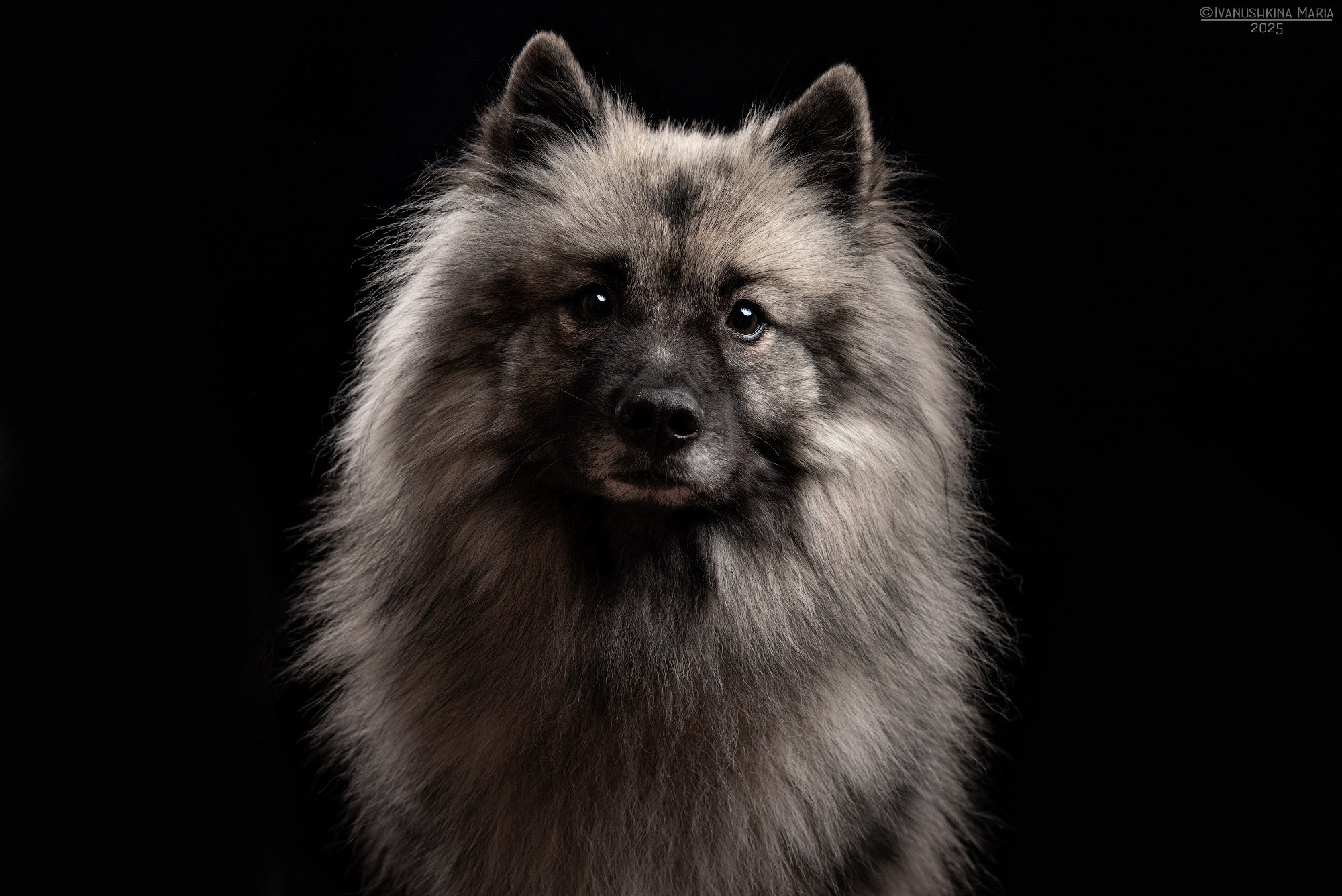 Фотосессия собаки в студии. Фотограф собак в Москве и Московской области Иванушкина Мария