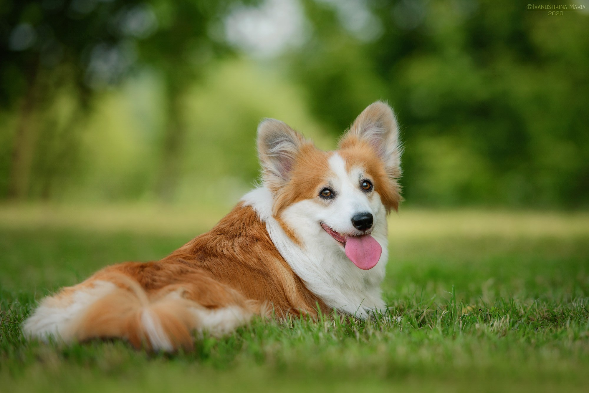 пемброк флаффи