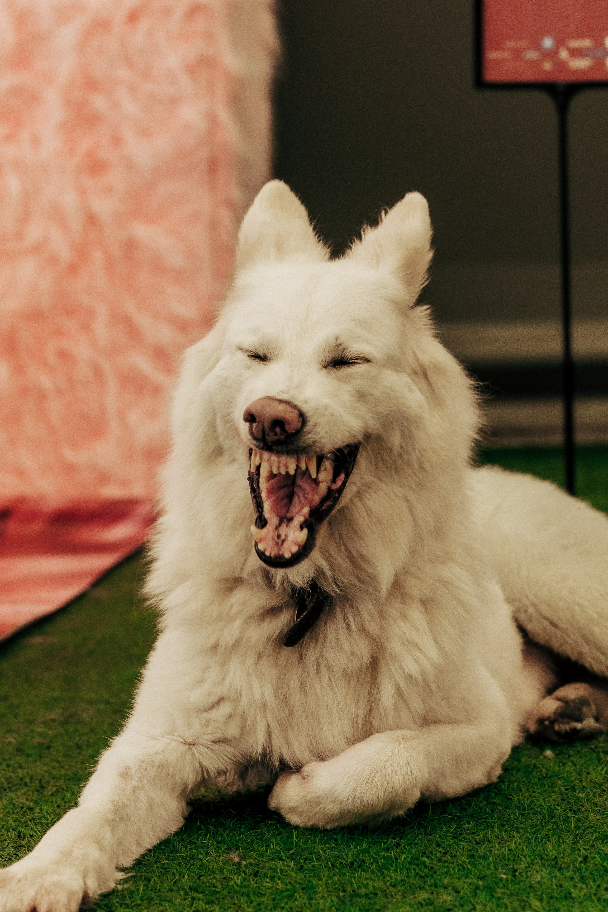 Репортажная фотосессия «День питомца-донора». Профессиональный фотограф в Санкт-Петербурге Александр Волосенцев