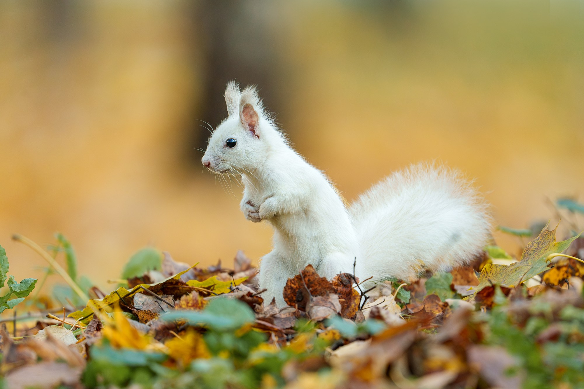 Животные. Ваш личный фотограф Марина Волкова