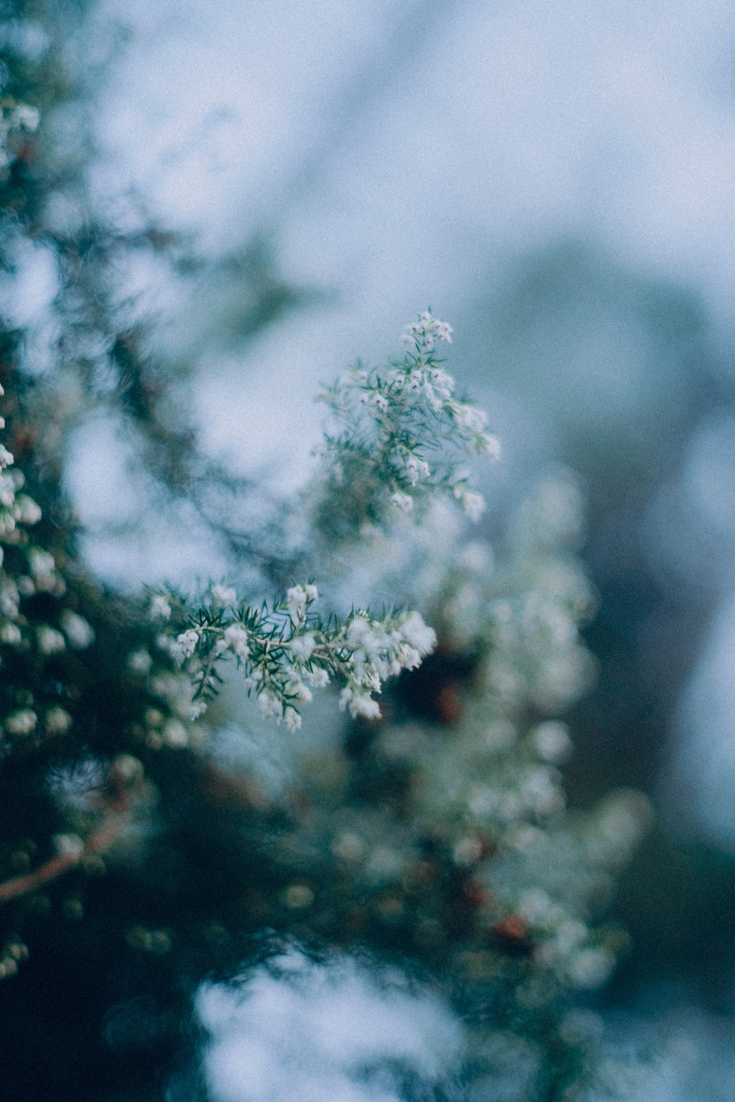 Botanical. Портретный и свадебный фотограф в Москве и Санкт-Петербурге. Учитель фотографии онлайн и оффлайн
