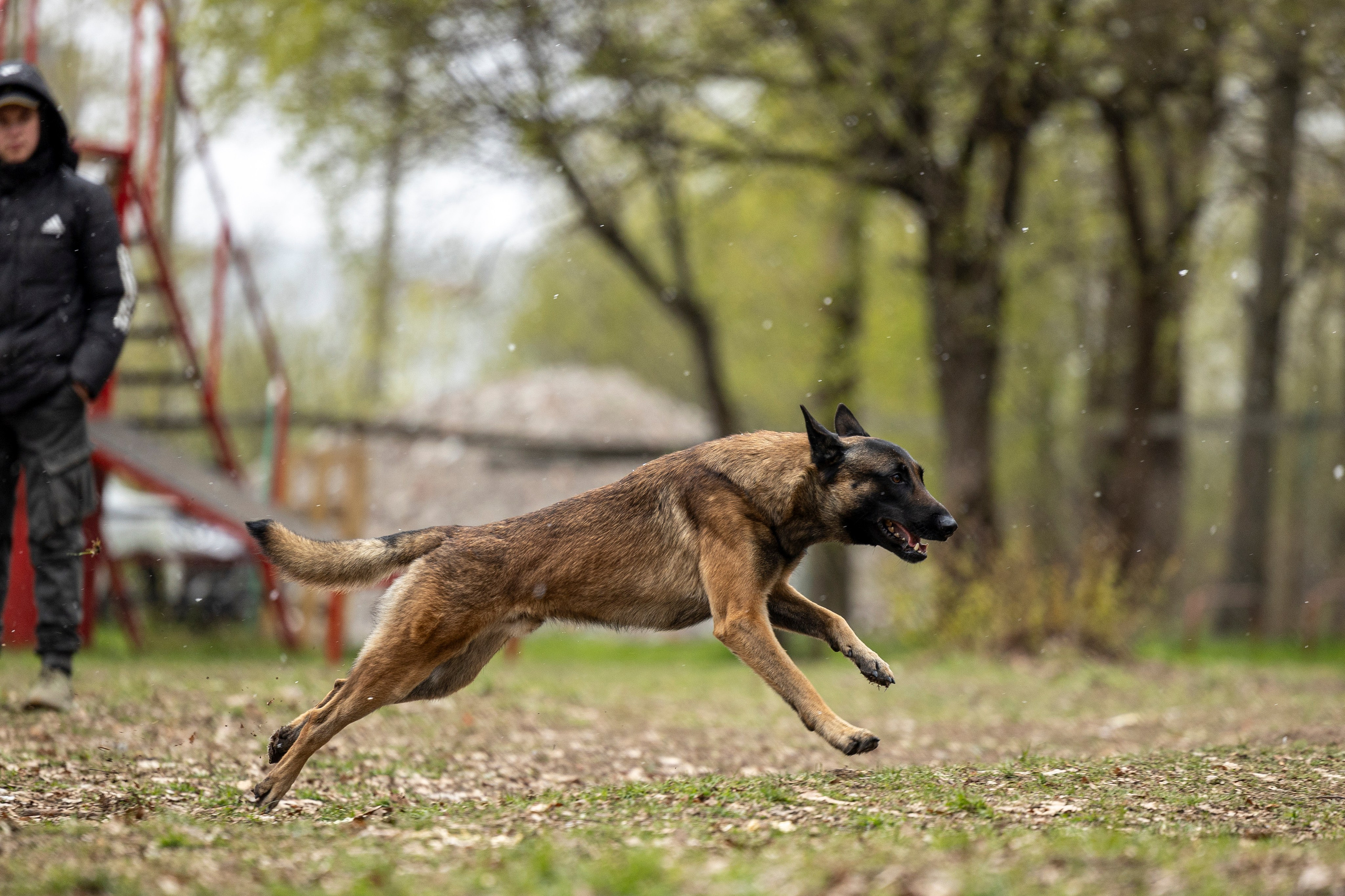 Квалификационные состязания по мондьорингу г. Вологда 11.05.24. Фотограф-анималист Анна Маринич