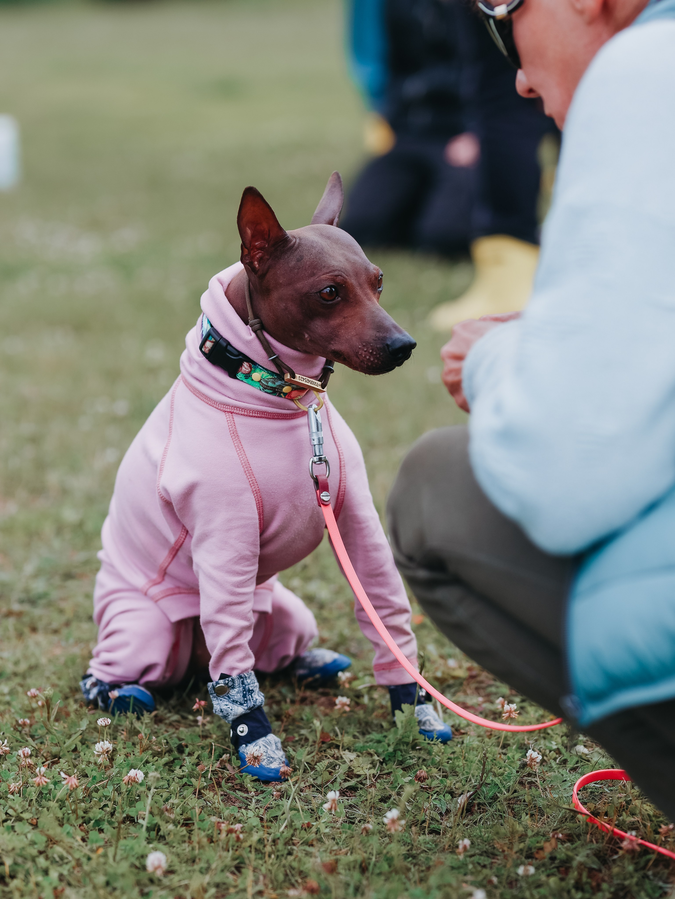 Лагерь ноузворк. Фотограф-анималист в Москве Кириллова Татьяна