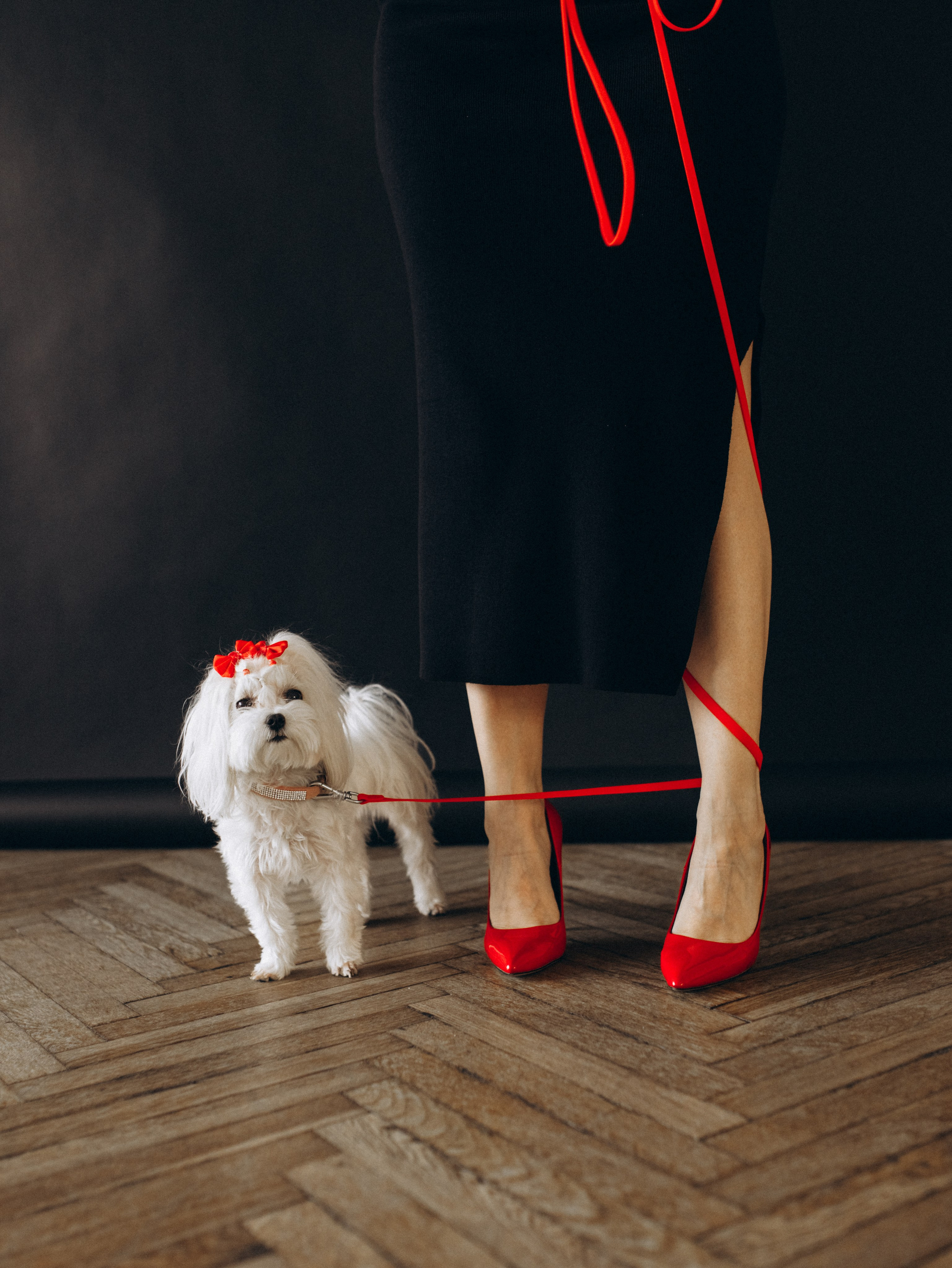 Мира и Таня. Фотограф-анималист в Москве Кириллова Татьяна