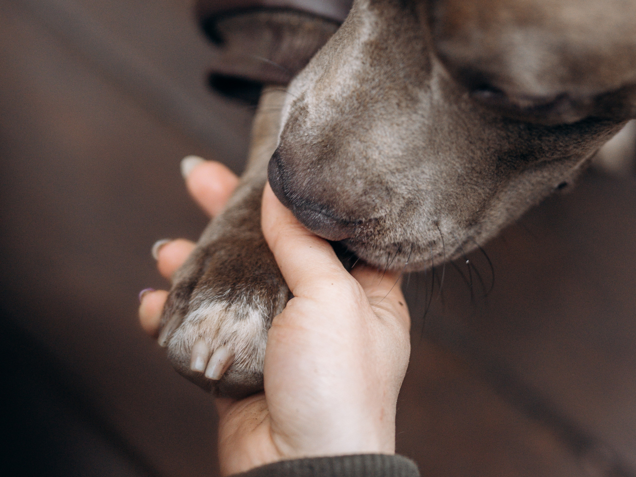 Зевс и Мария. Фотограф-анималист в Москве Кириллова Татьяна