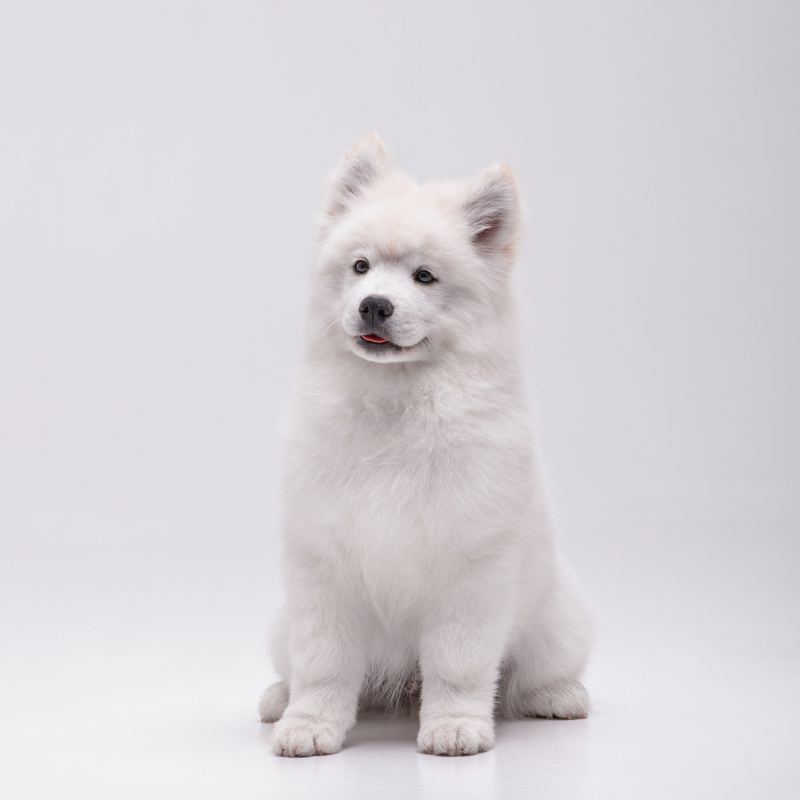 Фотосессия щенков. Фотограф для Вашей собаки