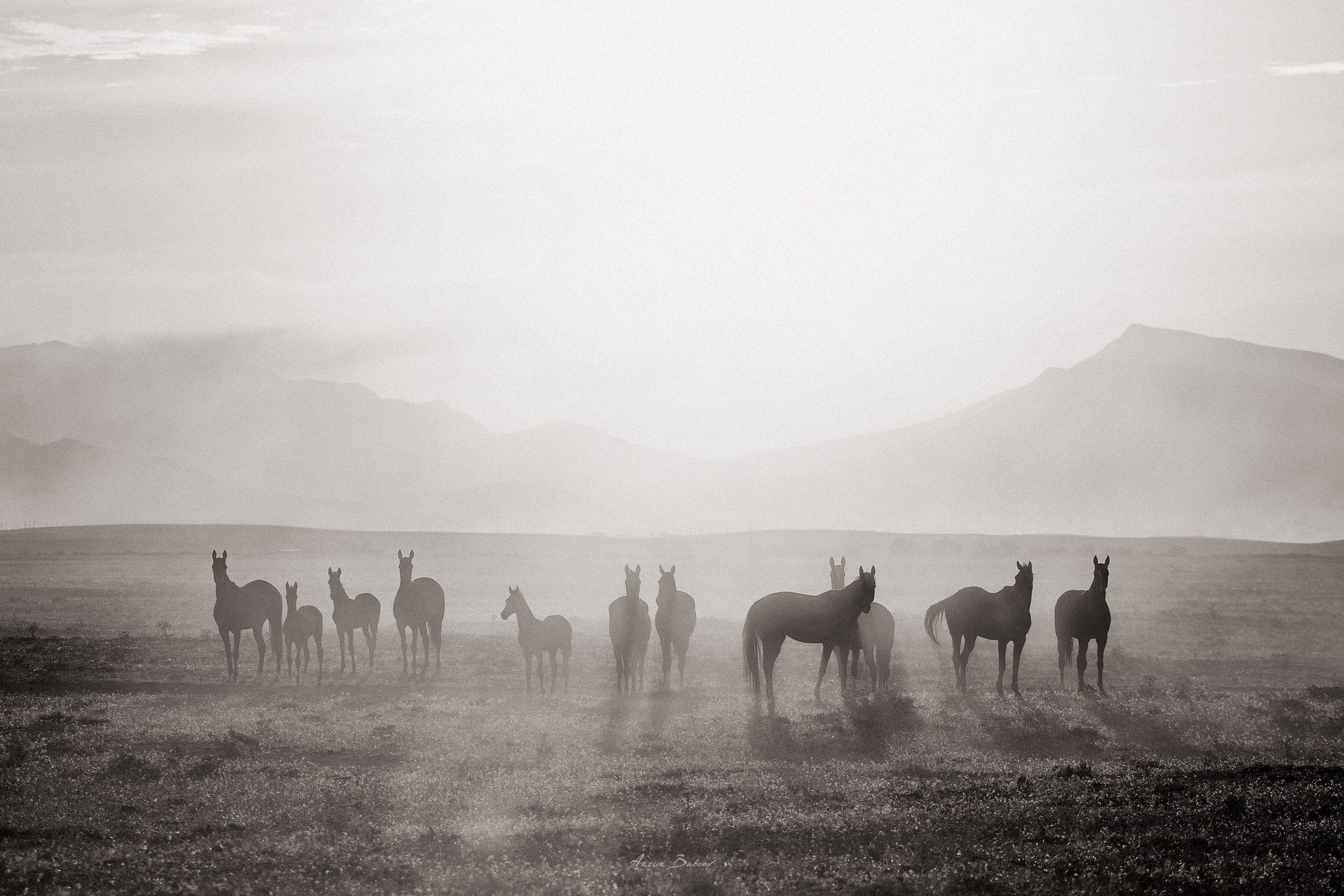 Gallery. Art photos of horses — ARTUR BABOEV | Photographer