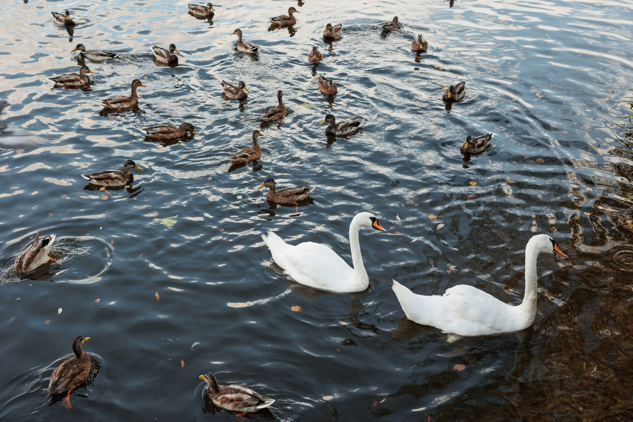Регистрация и прогулка в Остафьево. Свадебный и репортажный фотограф (Москва, Королев и другие)