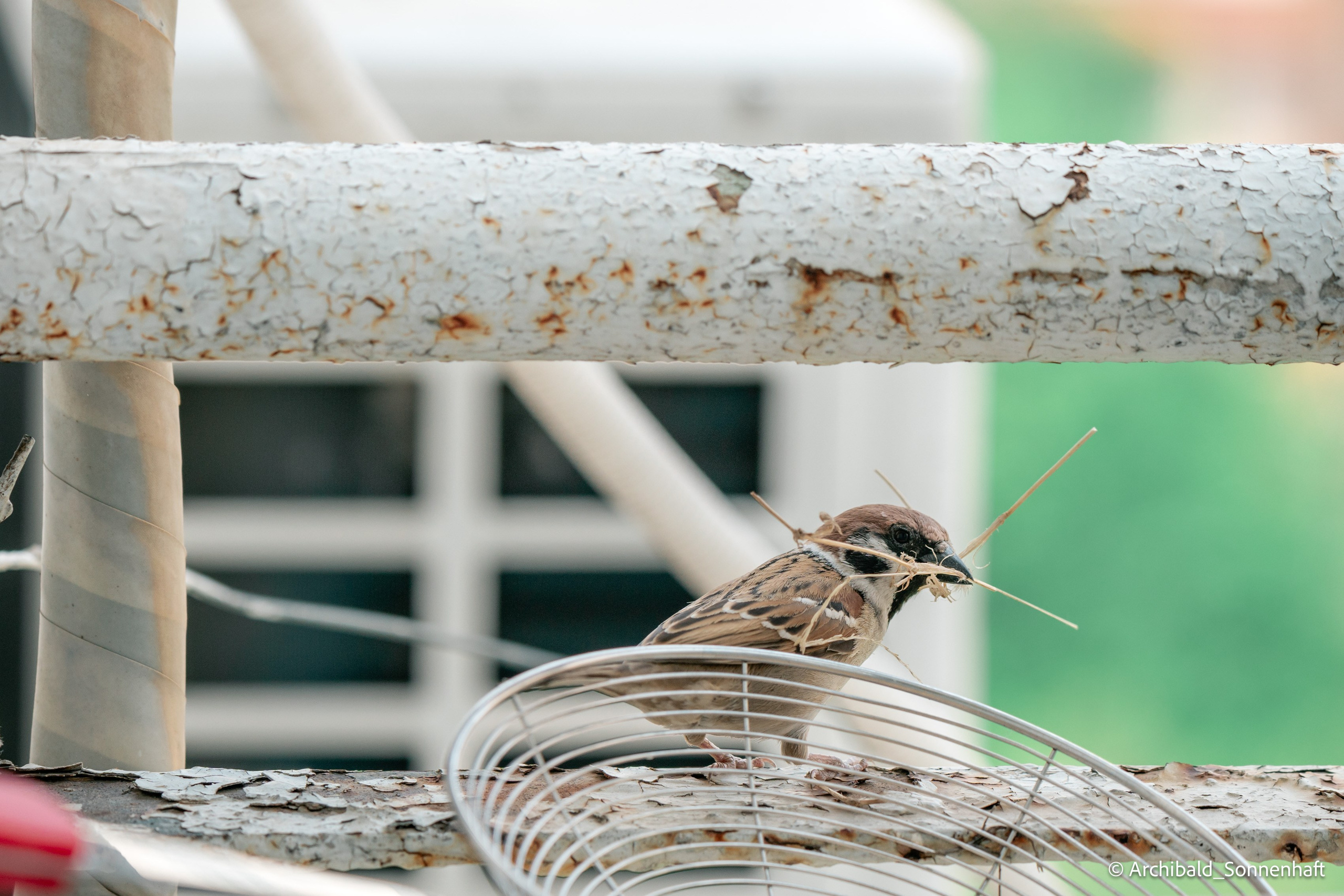 Balcony sparrows. Photographer in Guangzhou, China. Archibald Sonnenhaft