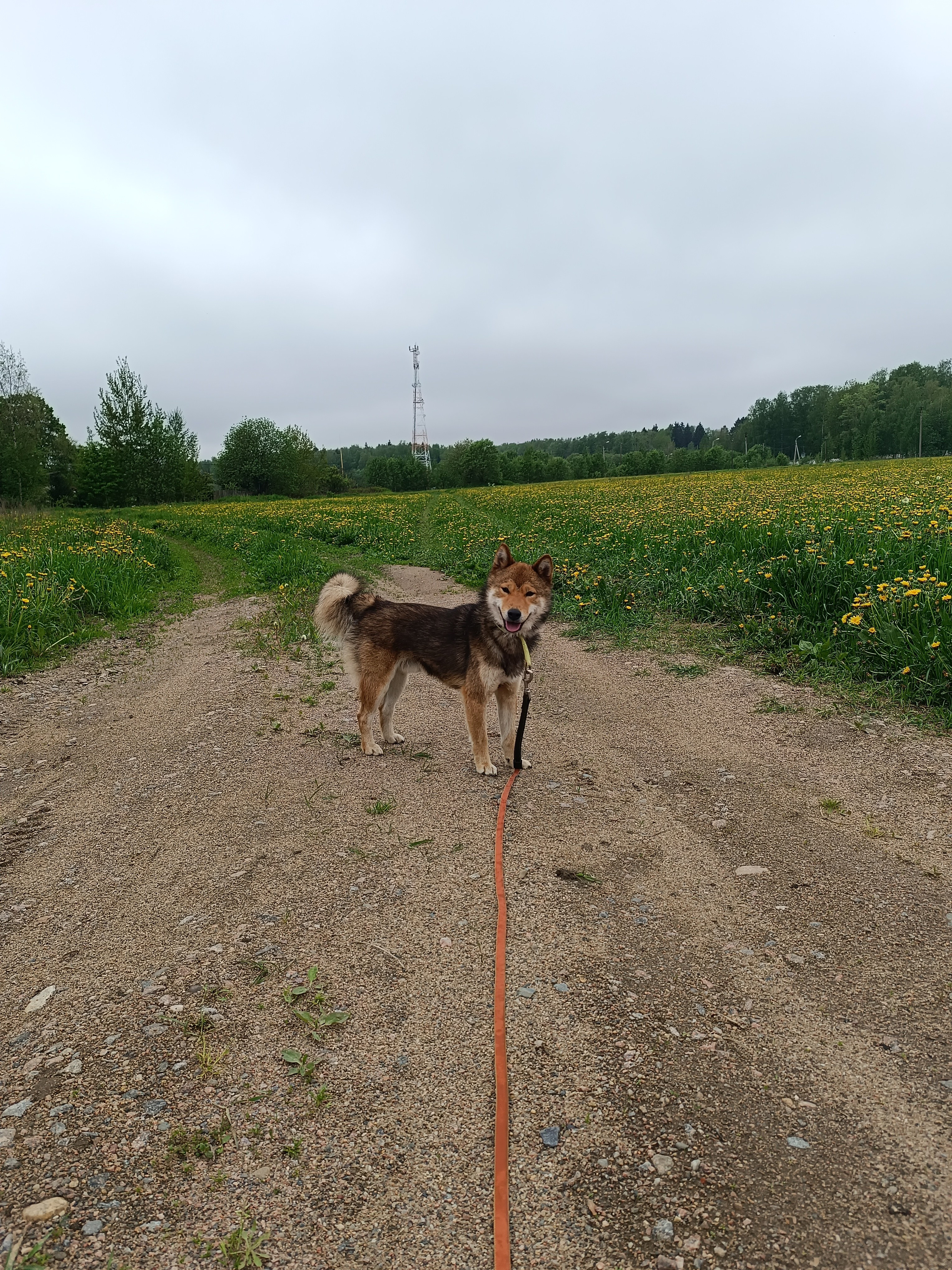 Шаман (красный сезам) *. Американская акита I Сиба ину I Питомник RUBYLIGHT