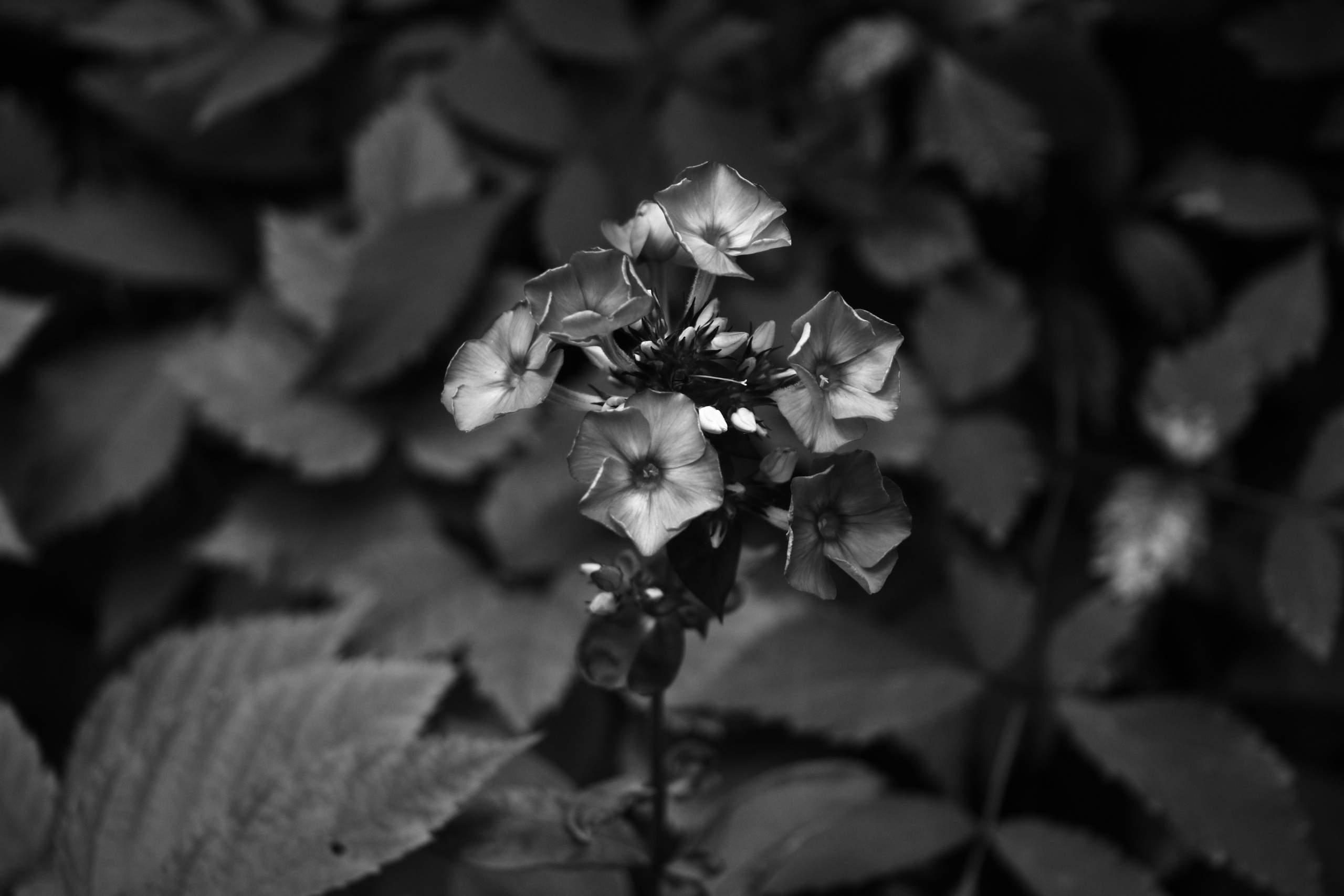 Цветы. Фотограф Сергей Яркин