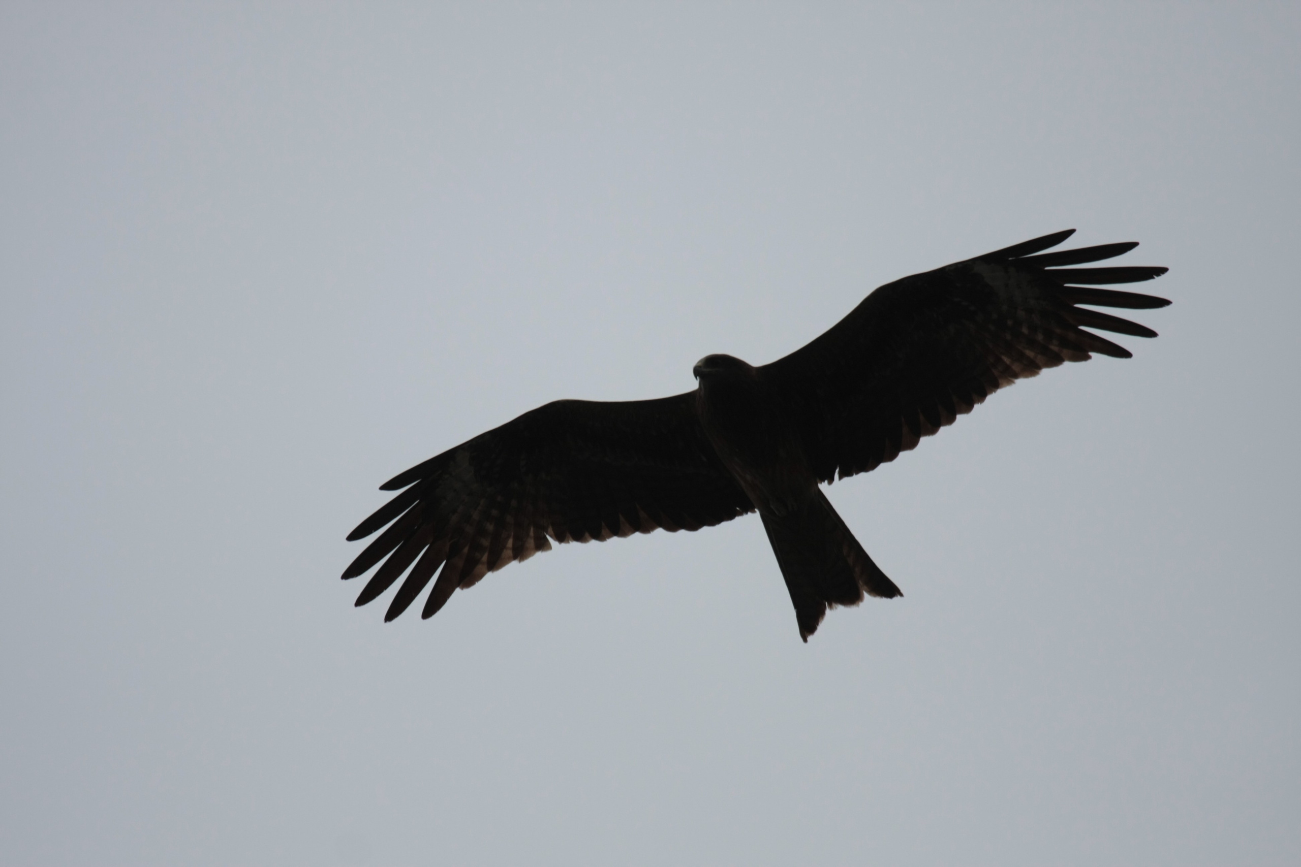 Фото Природы Забайкалья. Студия Максима Белослюдцева