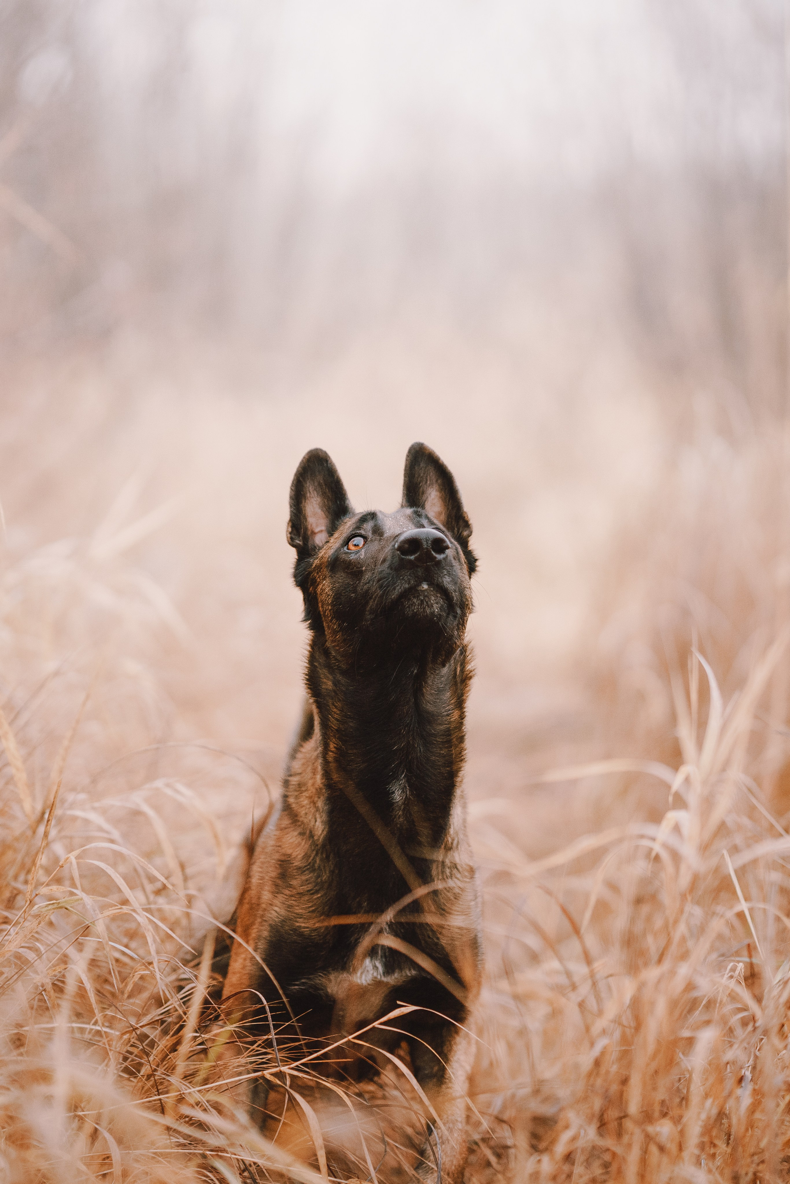 Раш. Фотограф анималист Осипчикова Мария
