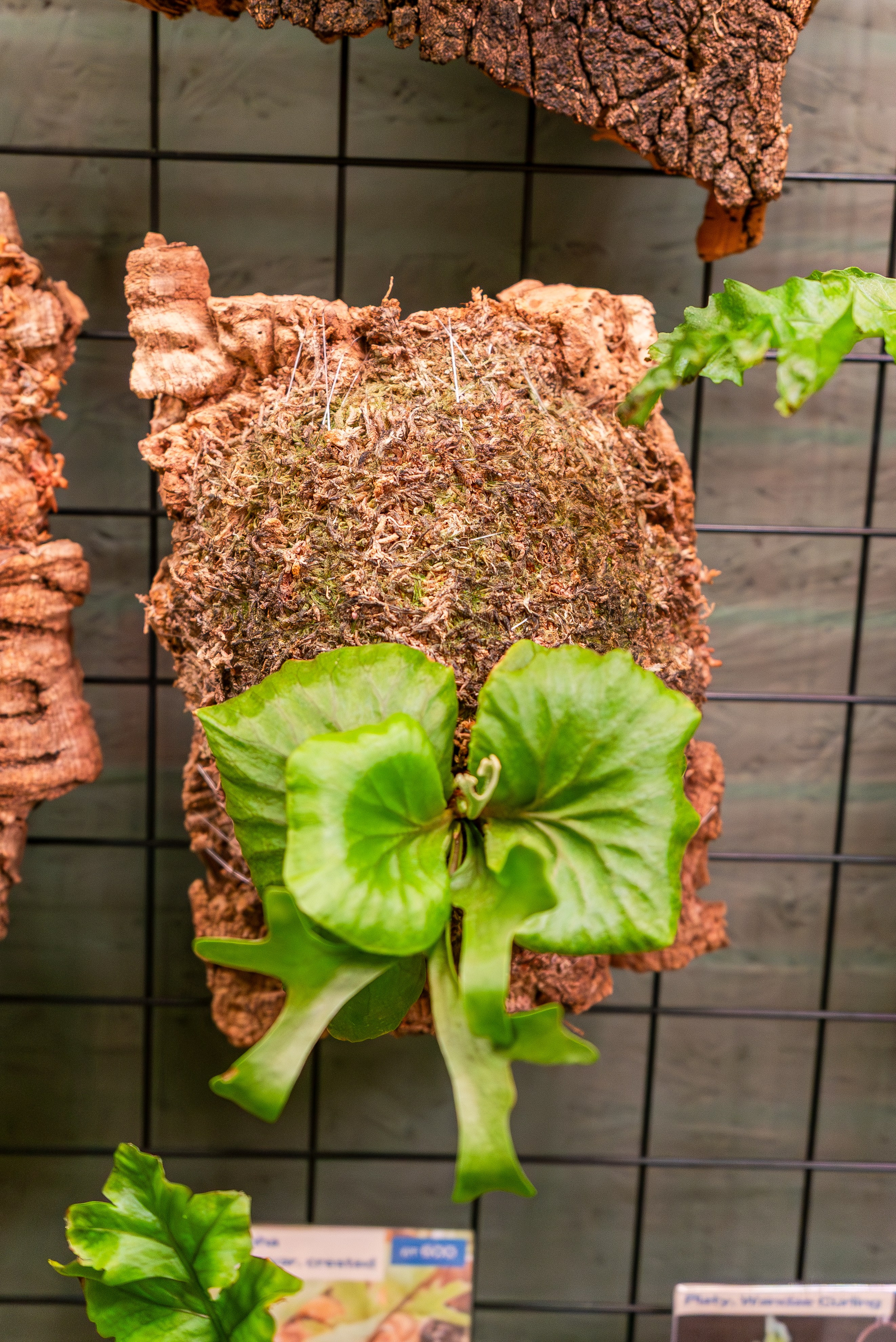 Make more plants. Александра Куликова фотограф, Москва