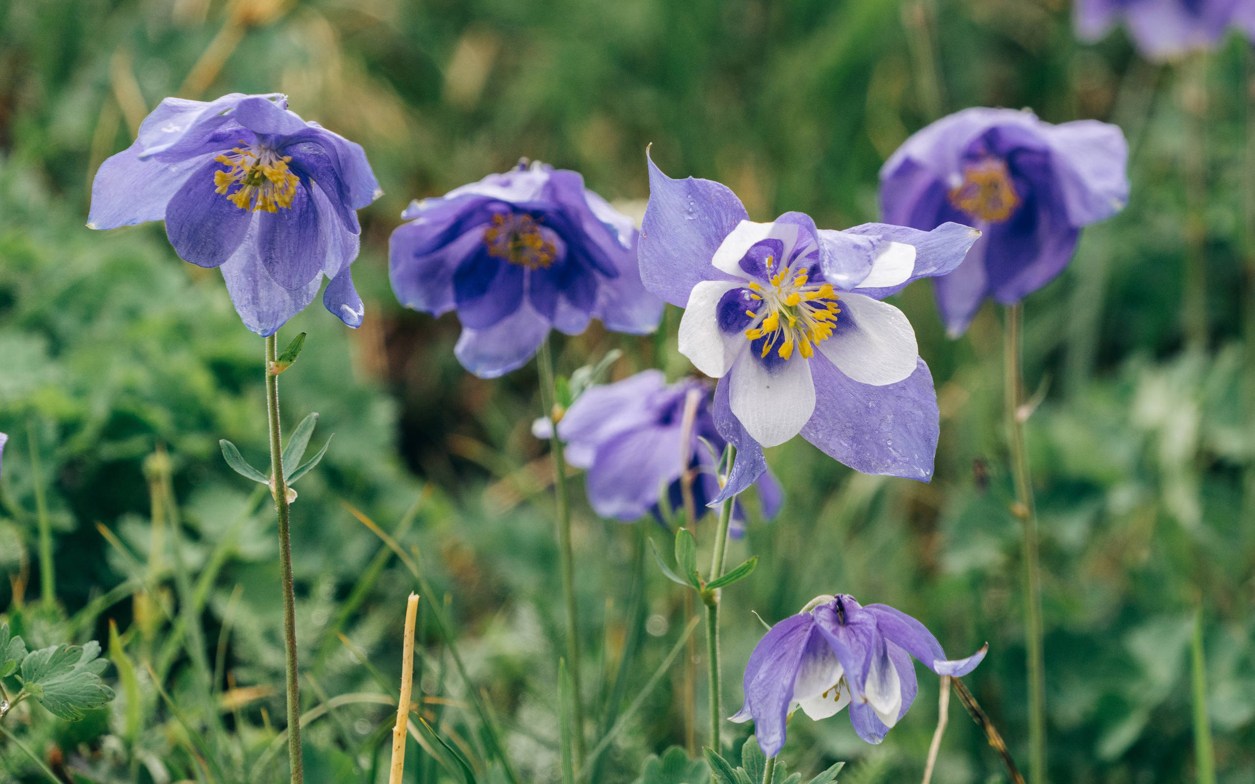 Горный Алтай. Фотограф Александр Решня