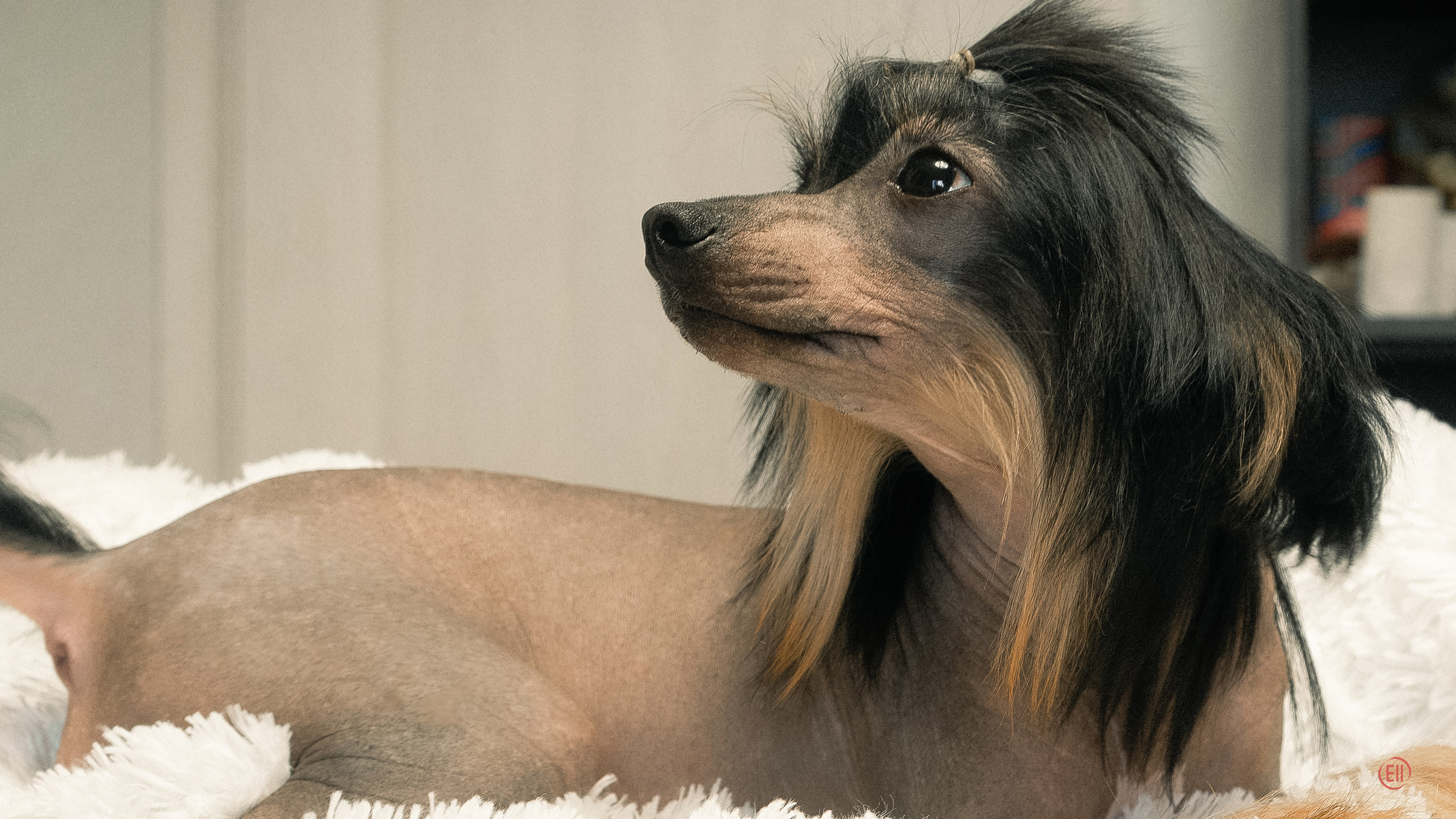 Poale Ell Victoriya — груминг. Фотограф в Москве