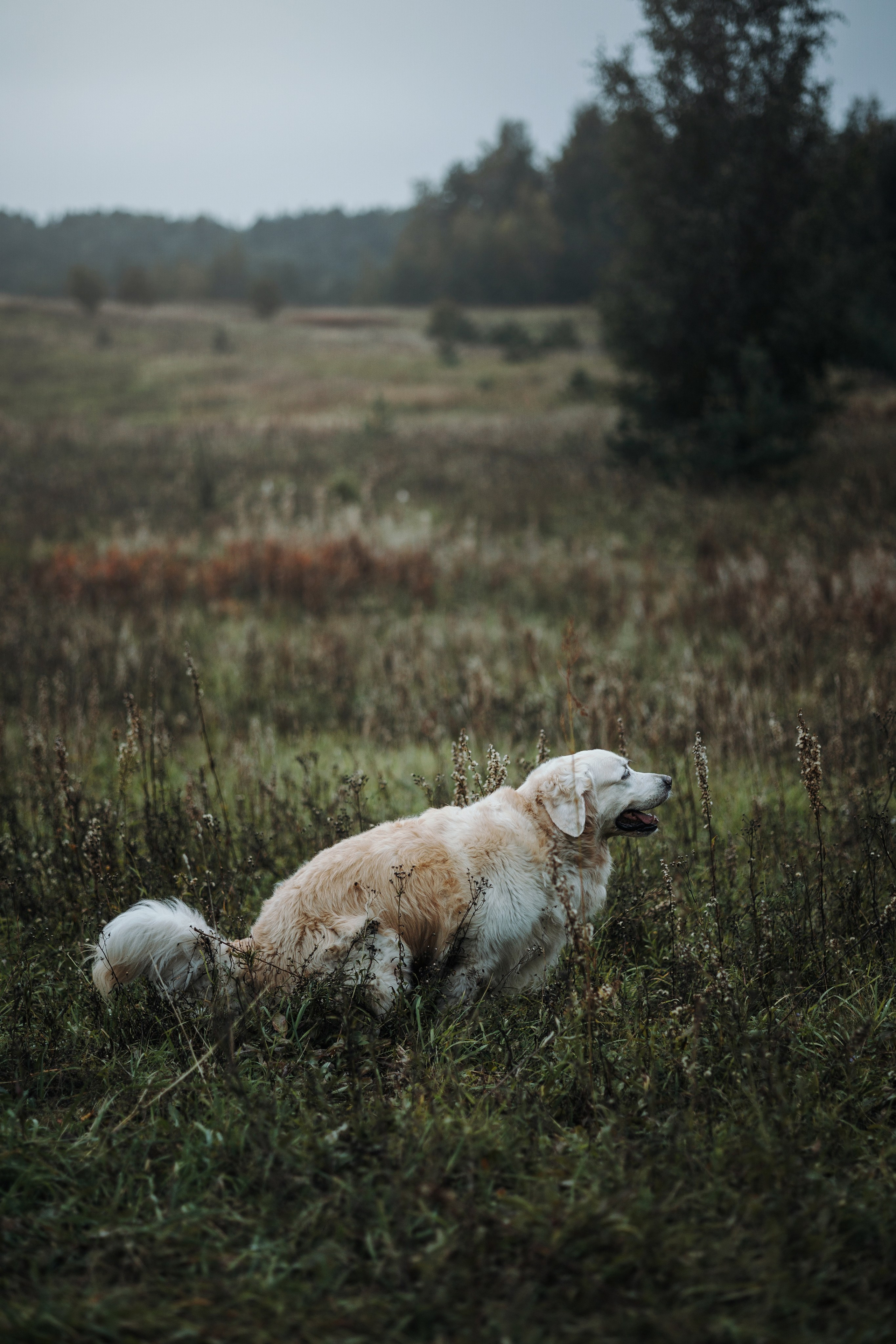 Света и Том. Фотограф — Анималист | Санкт-Петербург