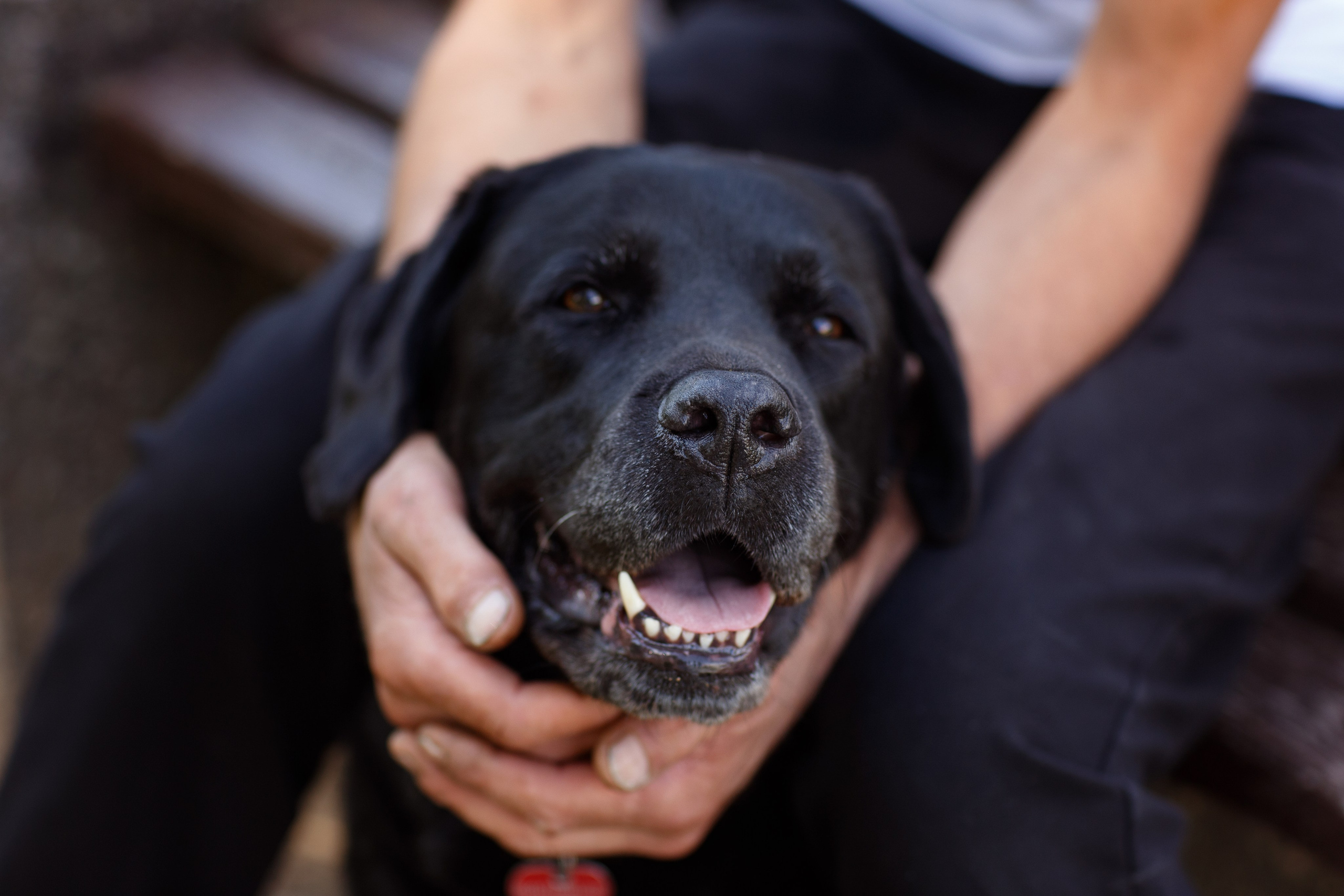Александр и Мона. Фотограф — Анималист Наталья Тямушева