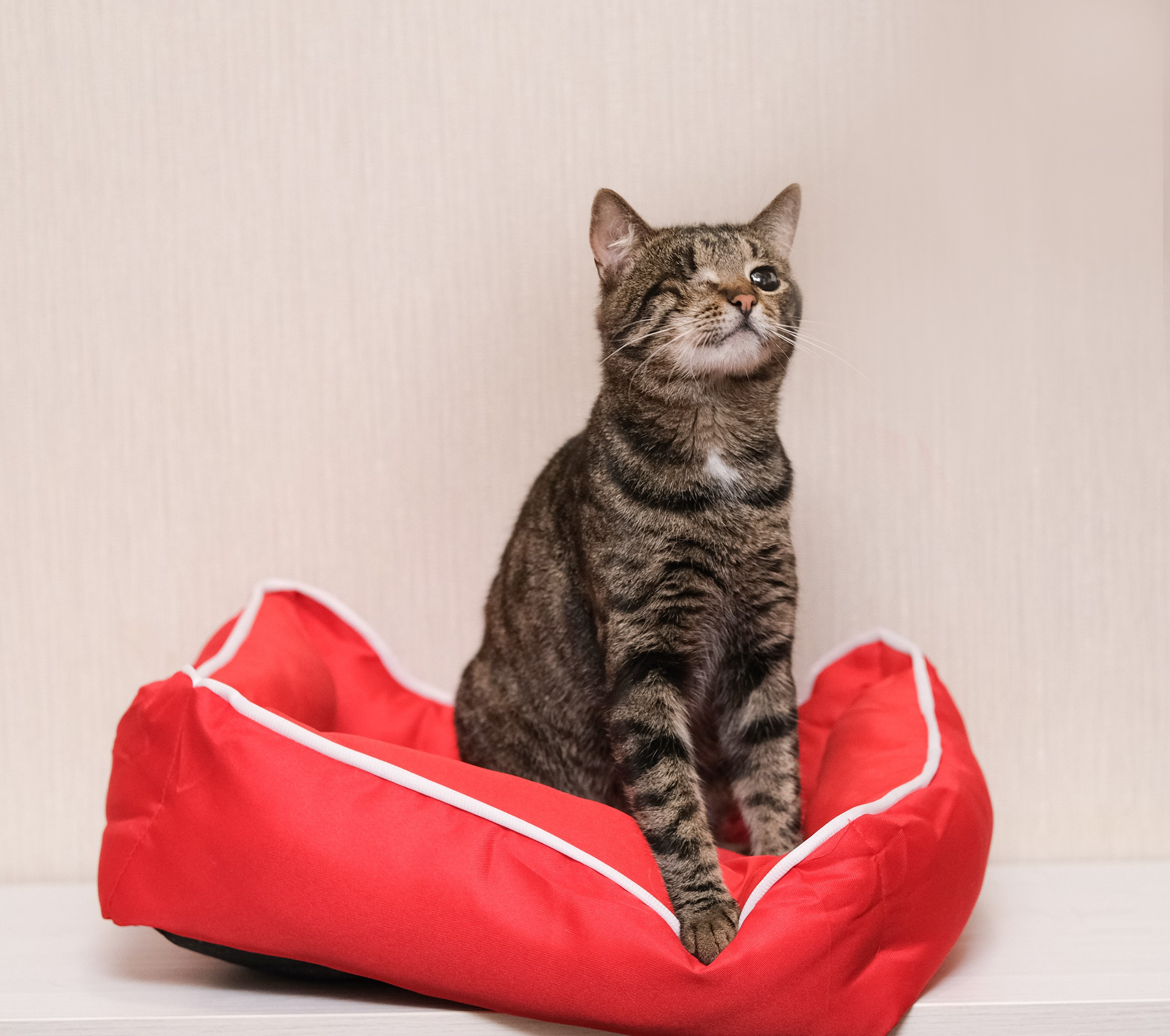 Одноглазый котик сидит и смотрит вверх на красной лежанке