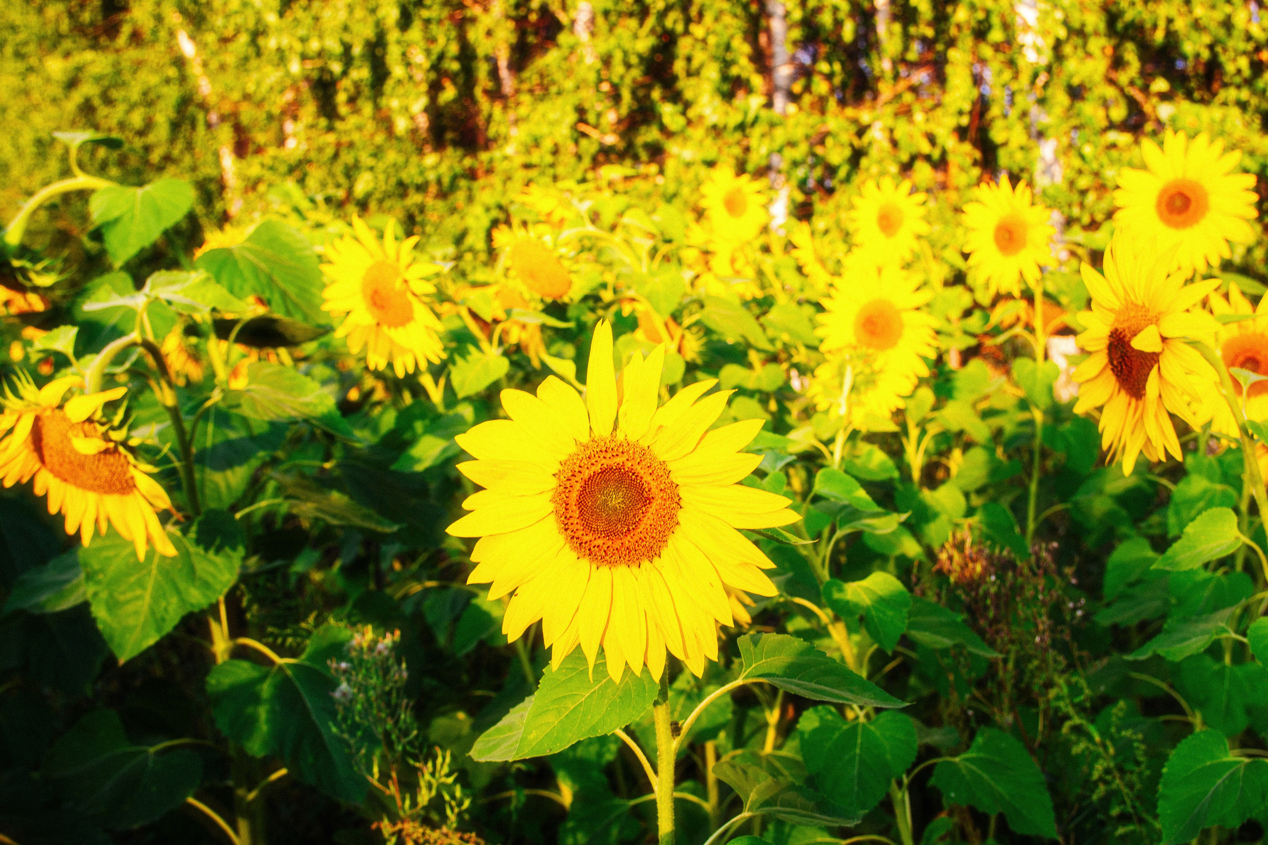 Болгар. Главная