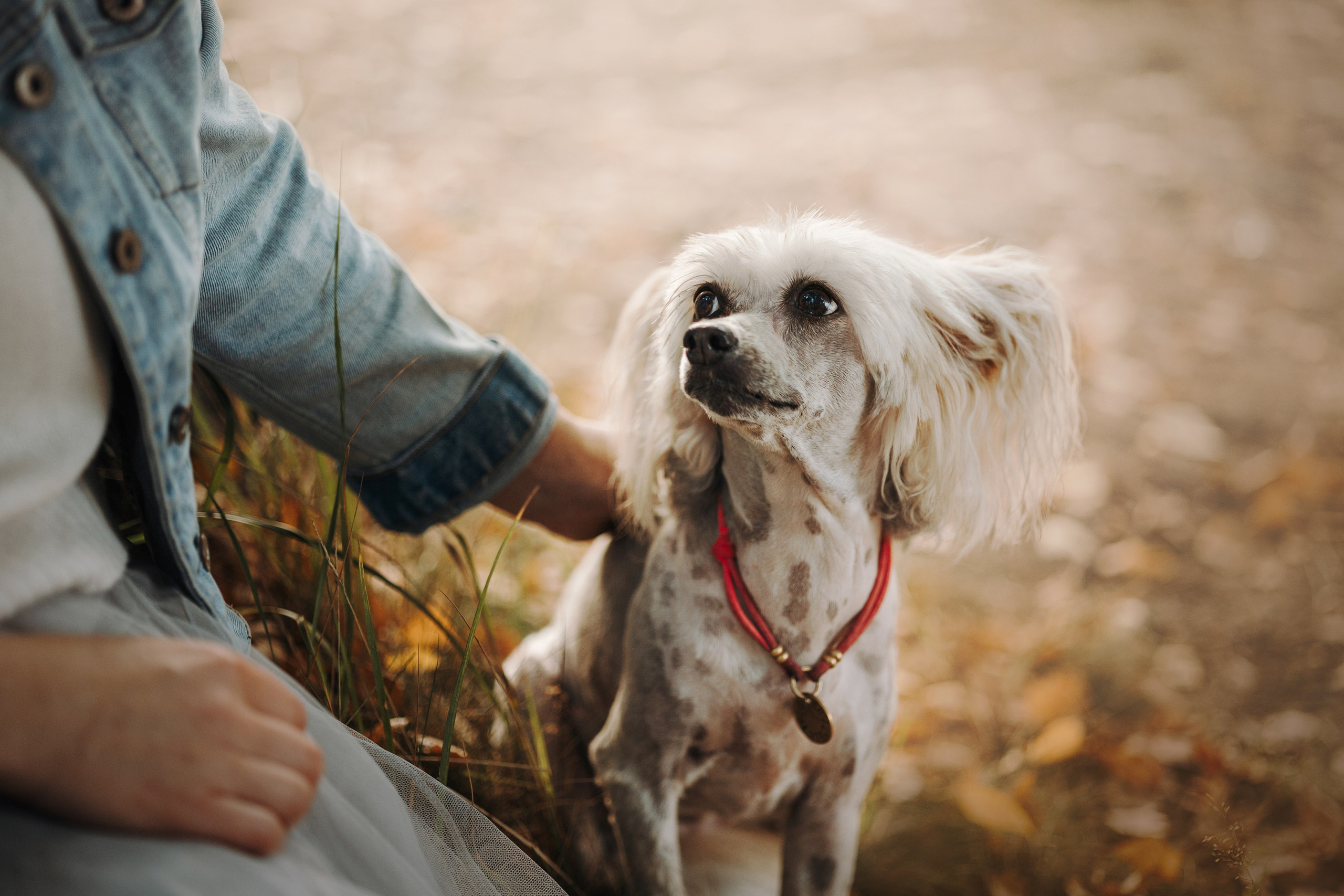 Любовь и ее хвостики. Фотограф — Анималист | Санкт-Петербург