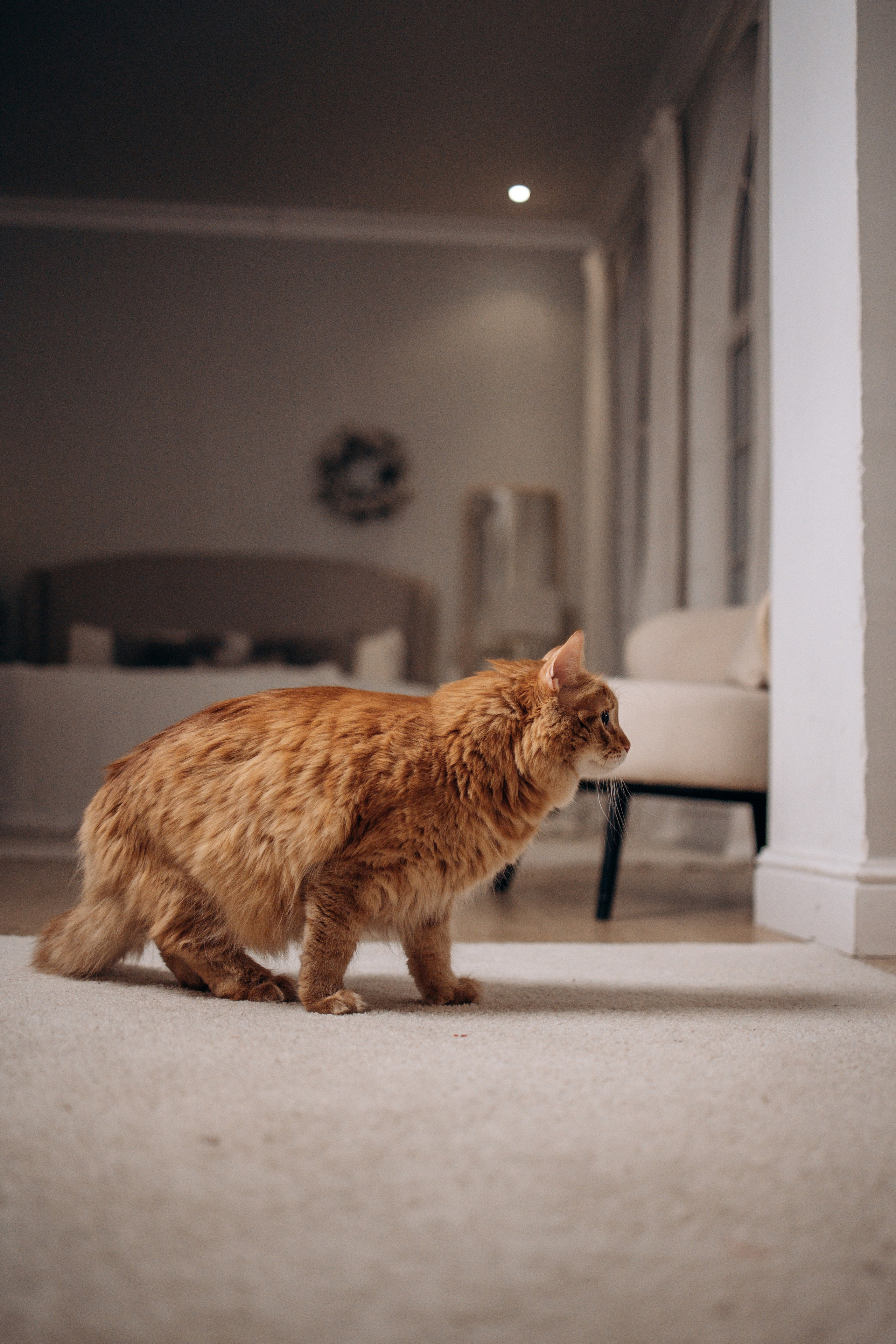 Эля и Франц. Фотограф — Анималист | Санкт-Петербург