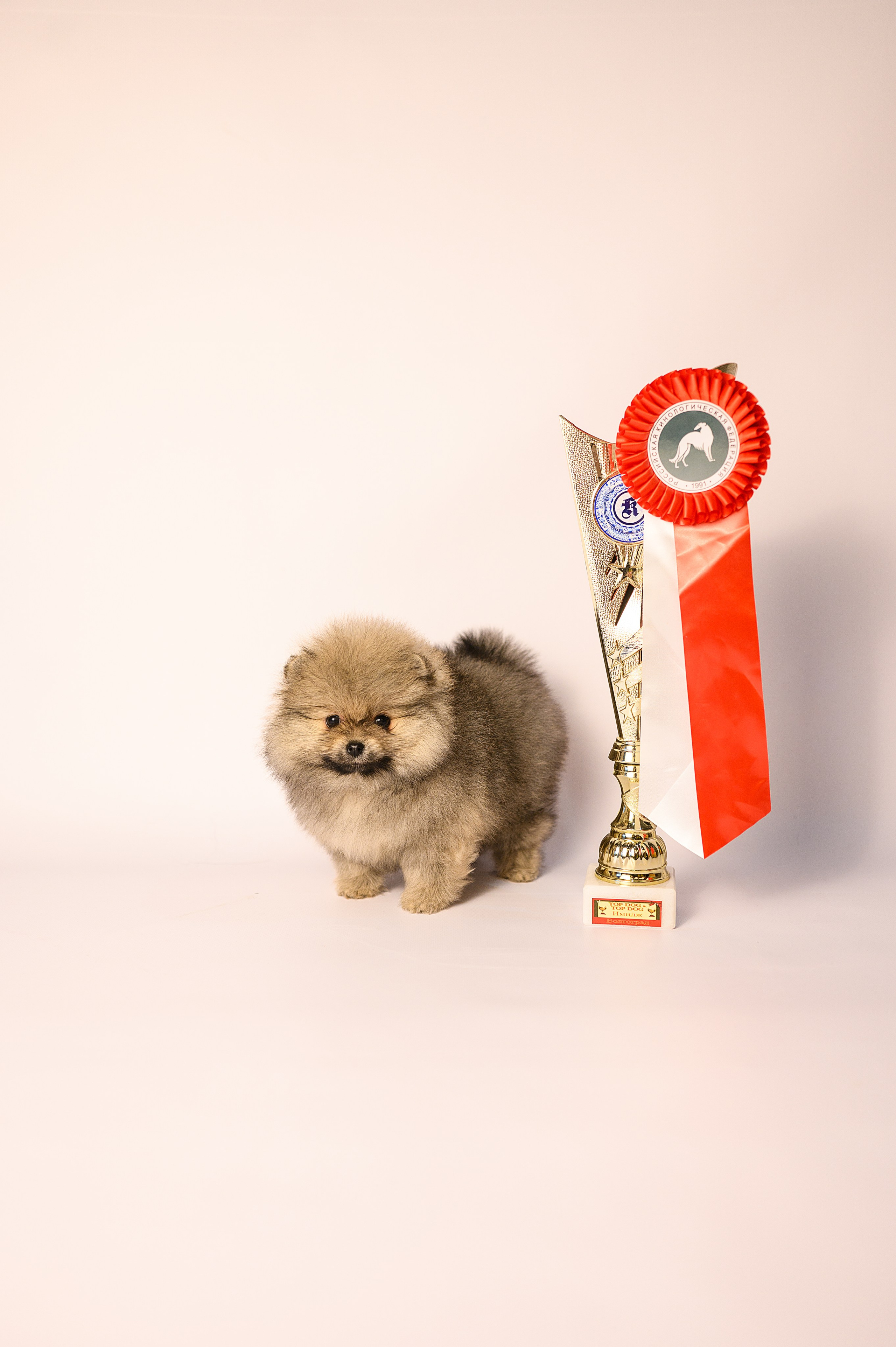 Питомник шпицев в Волгодонске. Фотограф Елизавета Жуйкова | Фотосессии в Волгодонске: портретные, лав стори, семейные