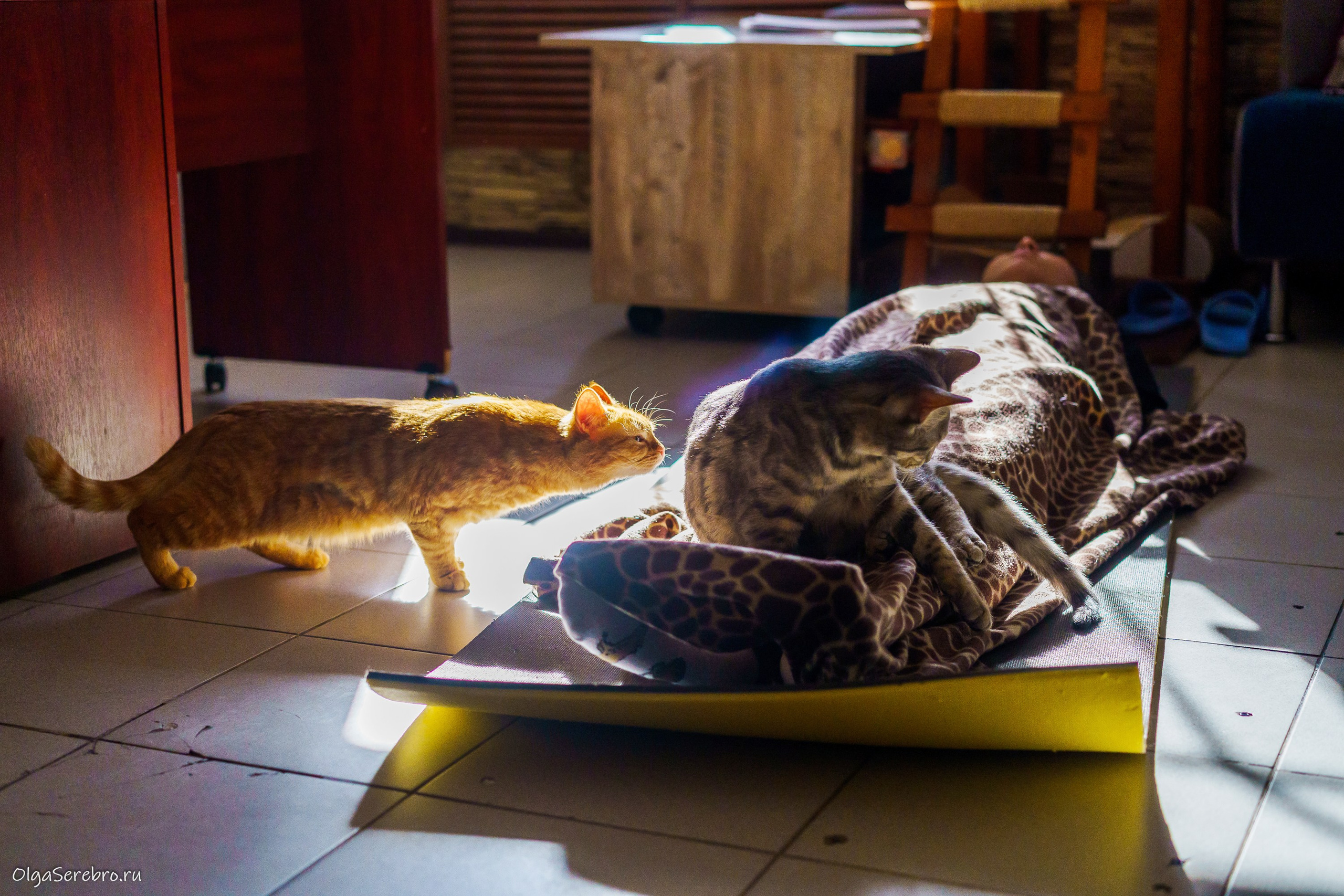 КОТОЙОГА. Фотограф Челябинск · Ольга Серебрякова