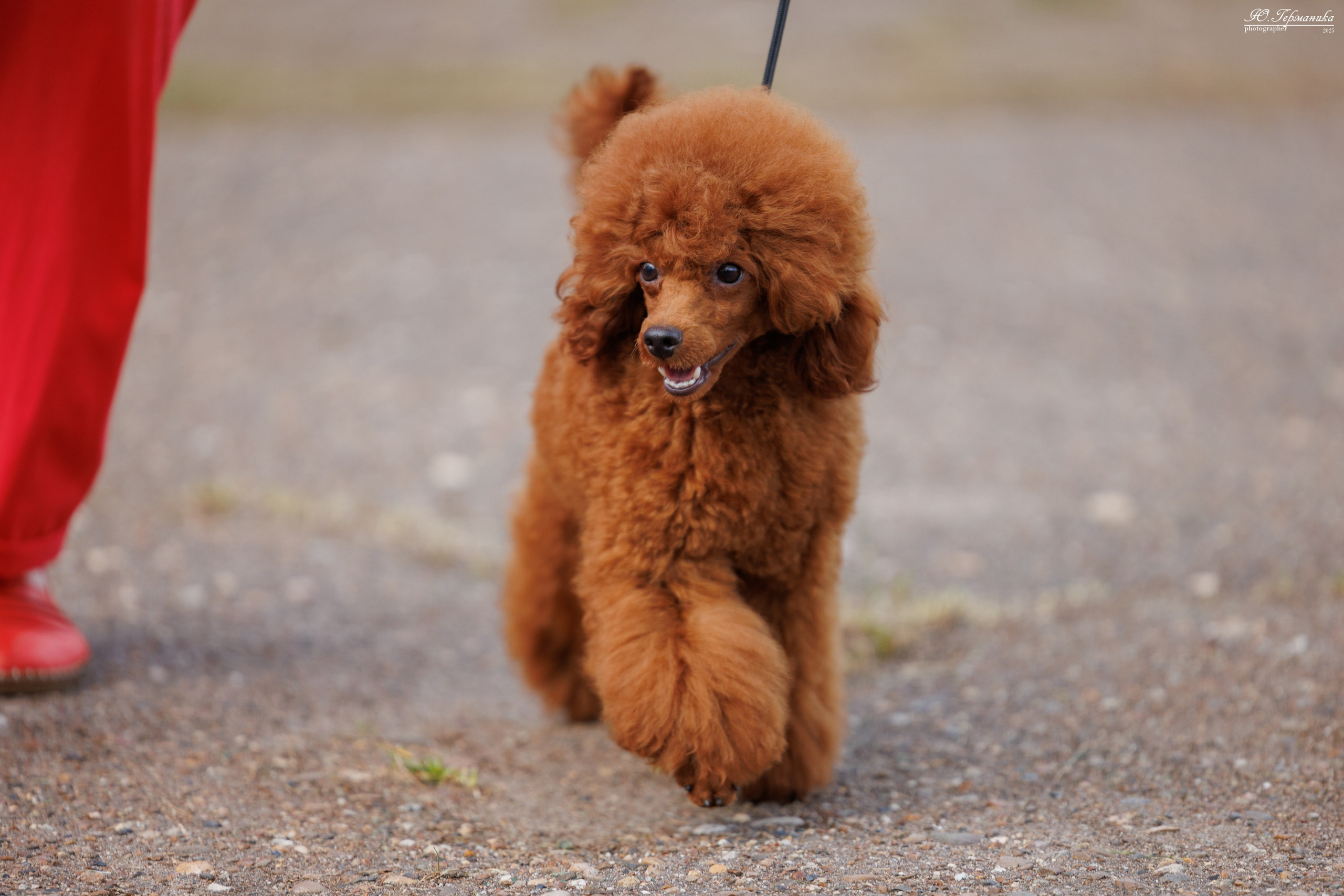 Тверь 10.08.2025. Фотограф-анималист Юлия Германика