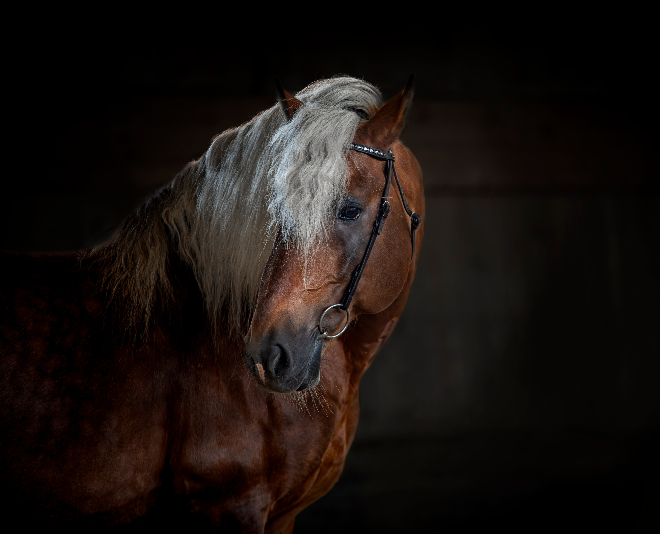 Лошади на свободе, съемка лошадей, экстерьерная съемка, фотосессия