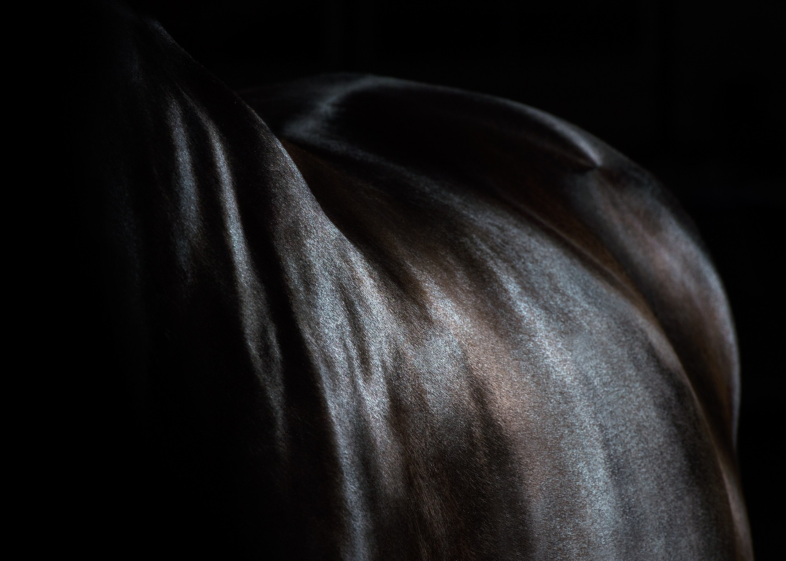 Лошади в студии. Лана Петрова, фотограф