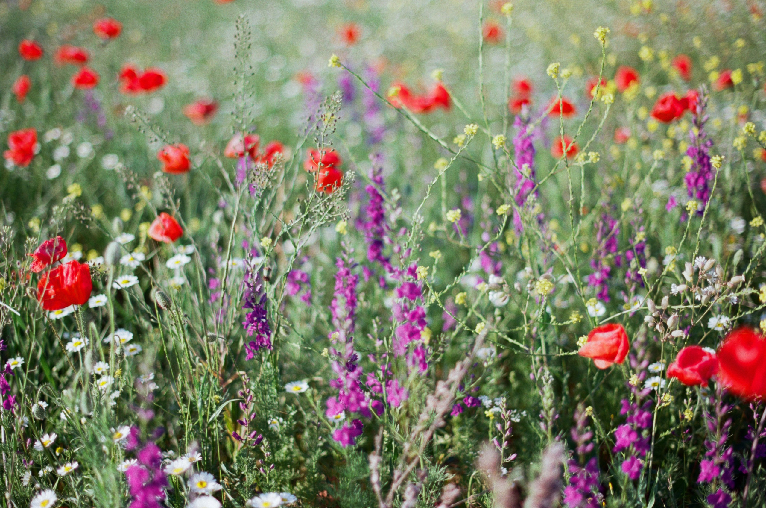 Champagne supernova // ukraine, crimea II. EVER EXPOSED