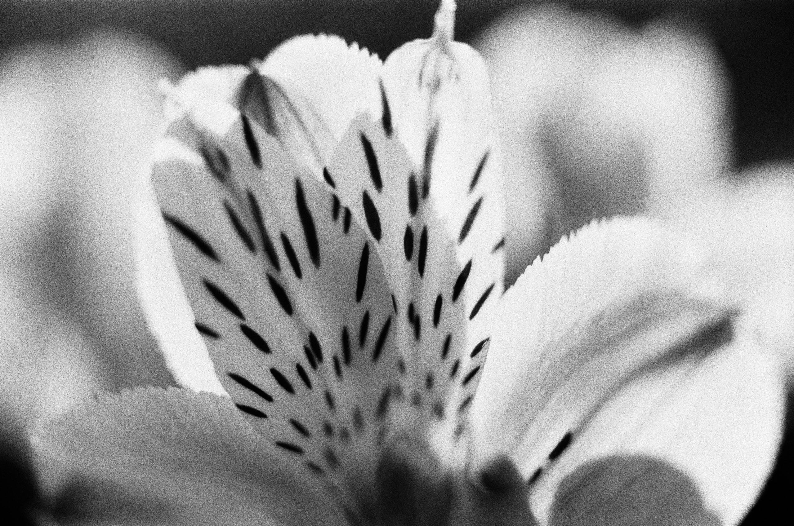 Oblomki chuvstv // ukraine, crimea VII. EVER EXPOSED