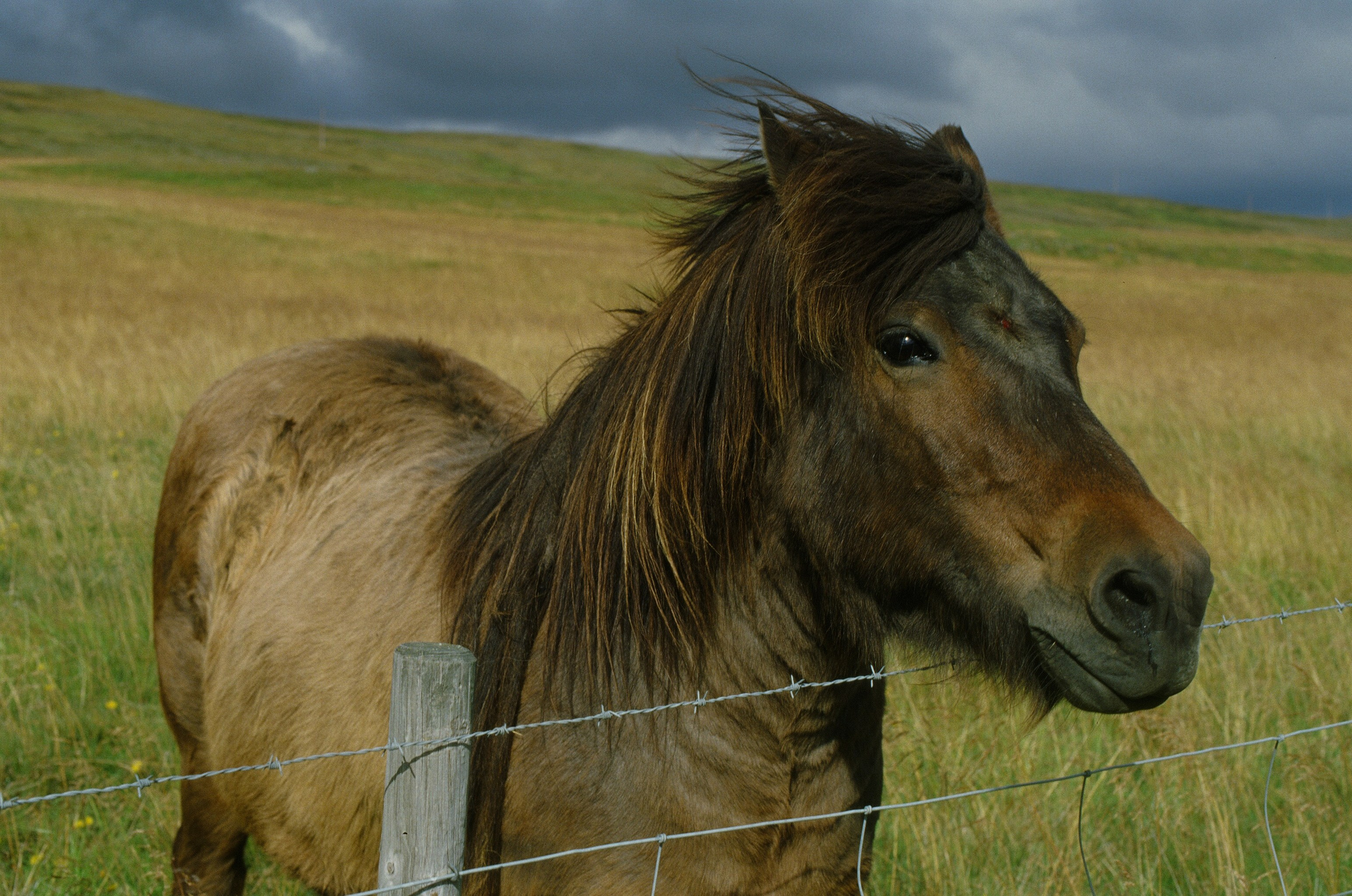 Vor i vaglaskogi // iceland, austurleið. EVER EXPOSED