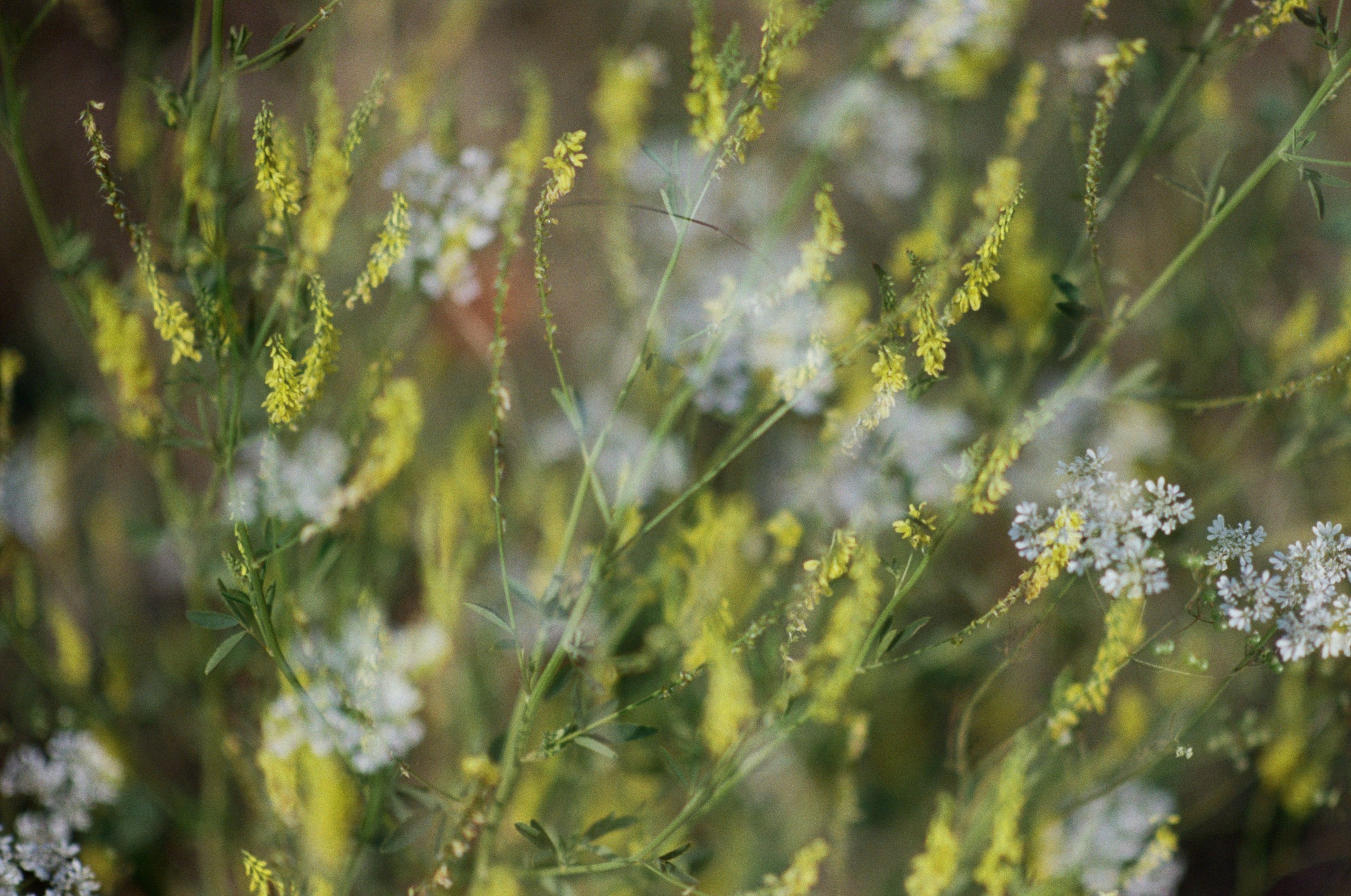 Silver strings // ukraine, crimea V. EVER EXPOSED