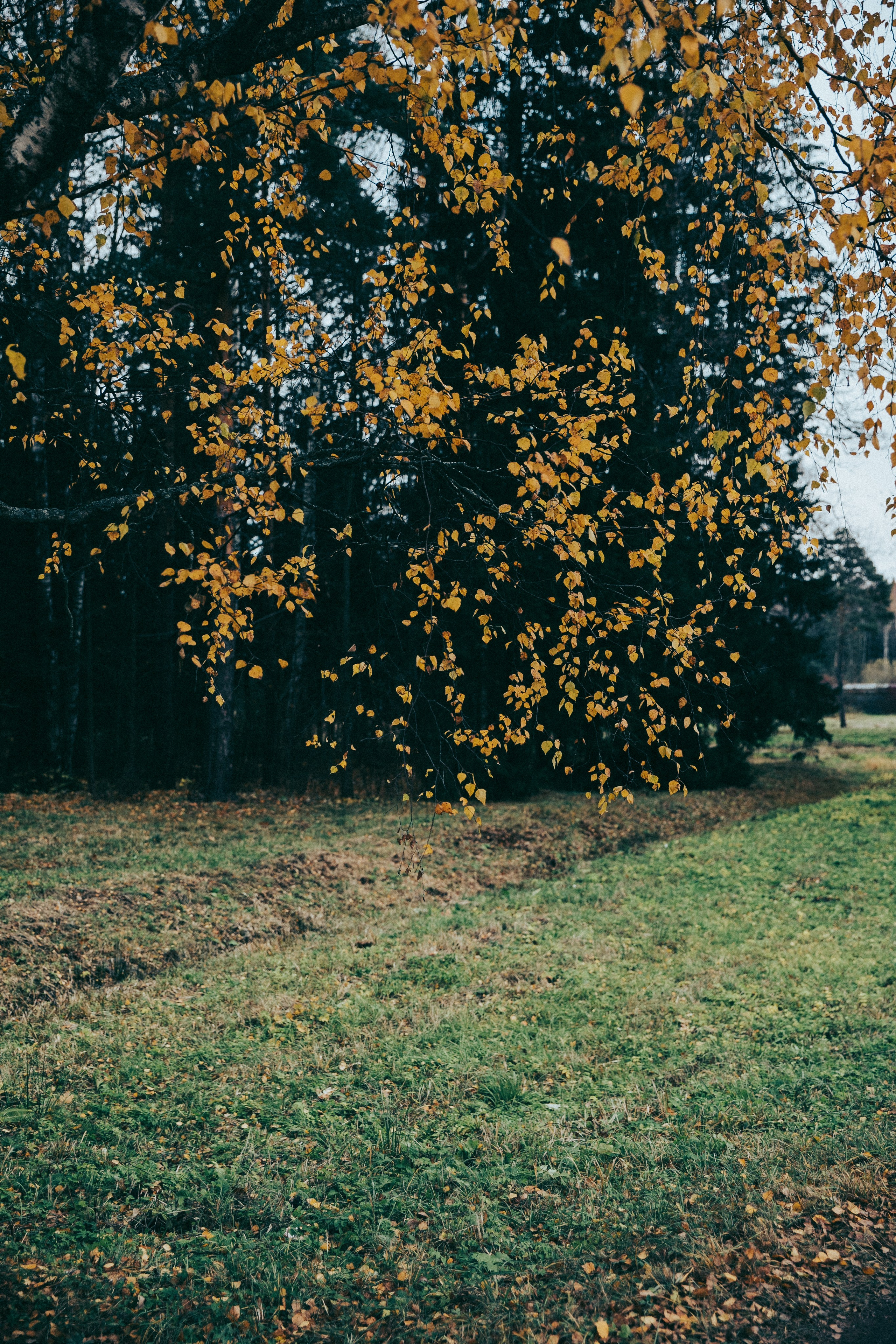 Осенняя прогулка Кирилла Рукояткина. Фотограф в Москве Шаганова Нина