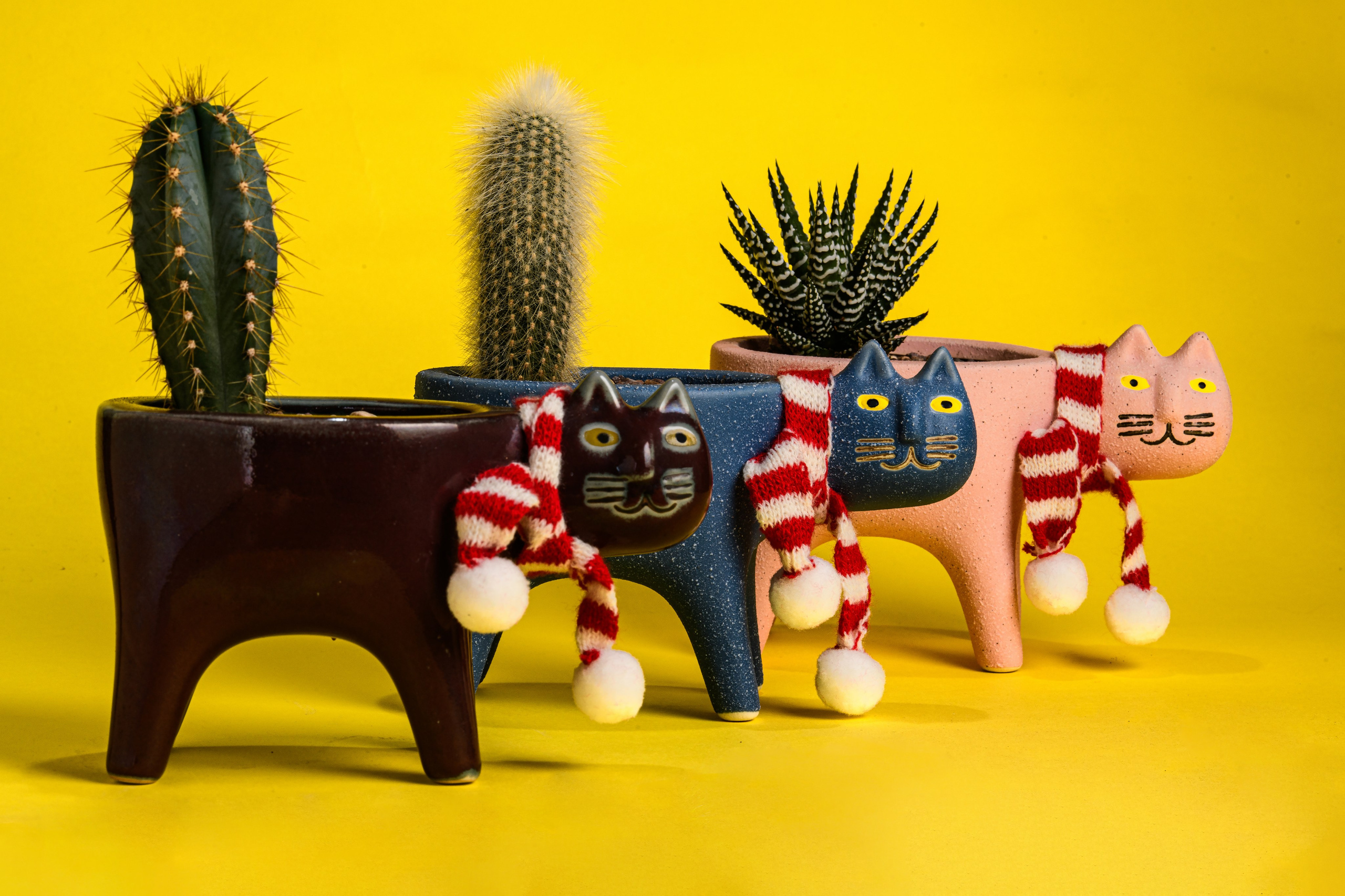 KAKTUS.KZ. Фотограф в Алматы Артемий Матюнин