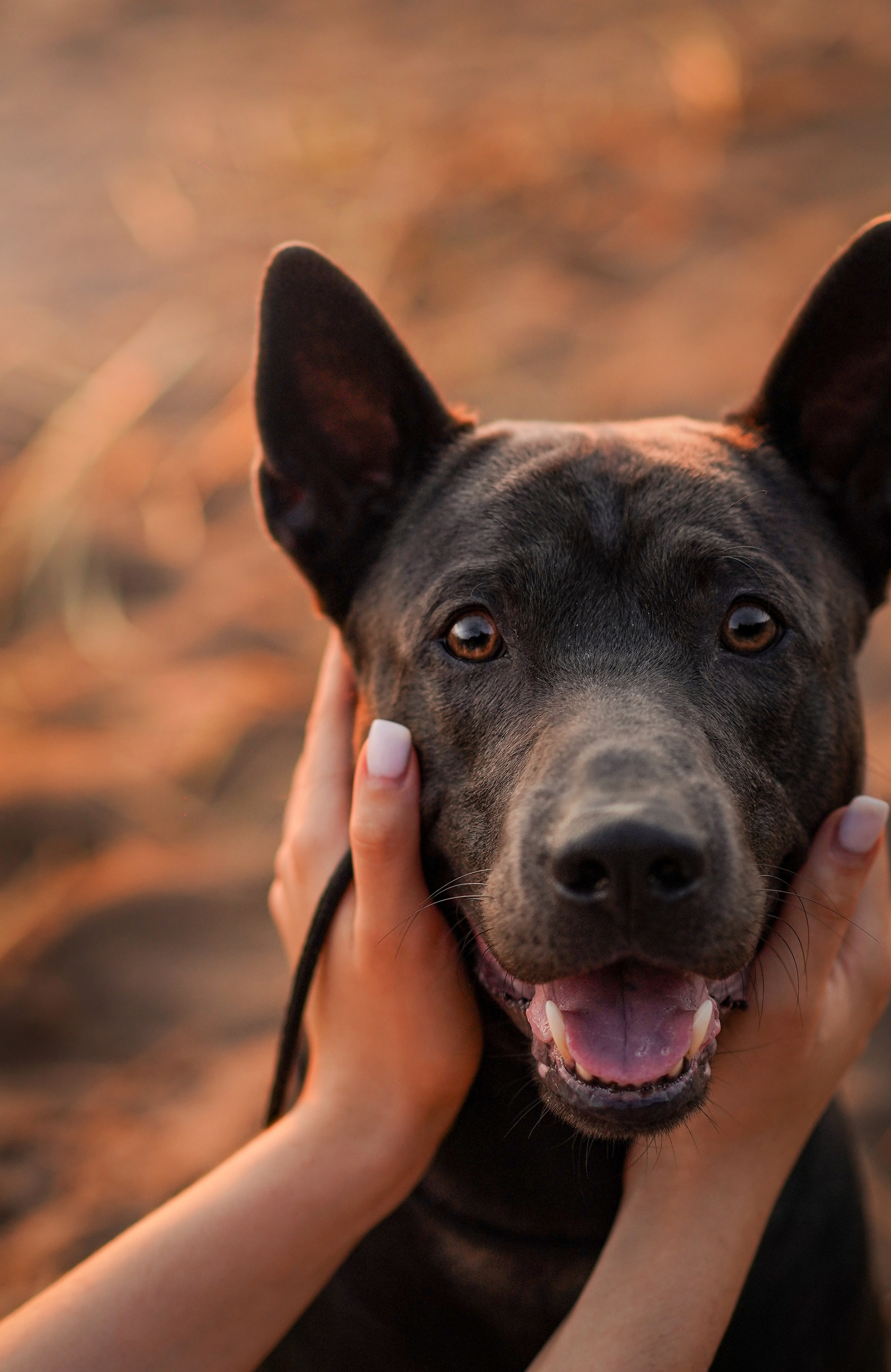 Вероника и Адам. Фотограф-анималист в Санкт-Петербурге Яна Мартынова