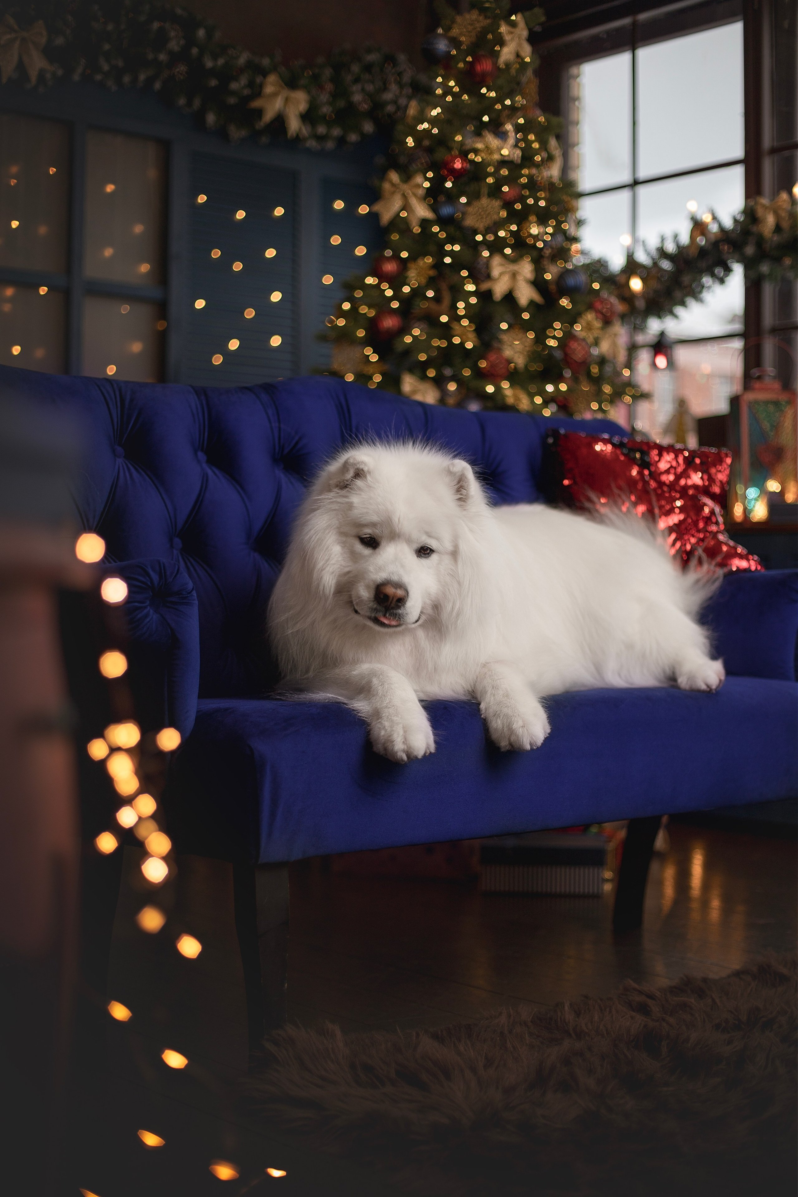 Пушистые самоедские драконы в студии. Фотограф анималист в Москве Майорова Евгения