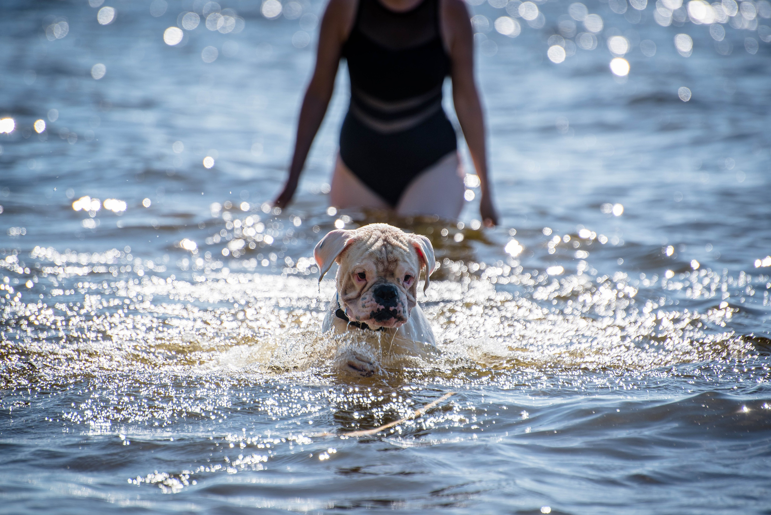 Фотосессия с собакой на берегу. Фотограф Макс Огурцов в Нижнем Новгороде