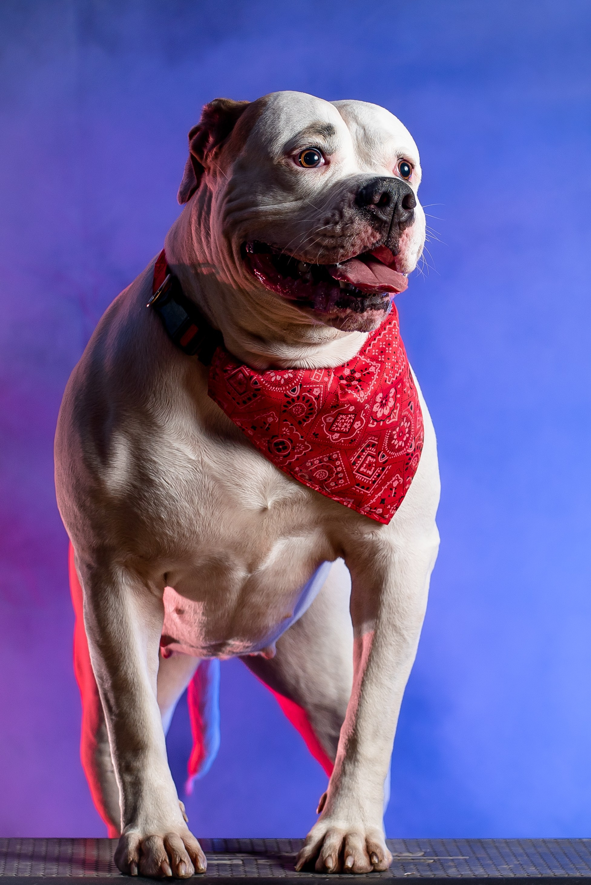 Фотограф собак. Фотограф Макс Огурцов в Нижнем Новгороде
