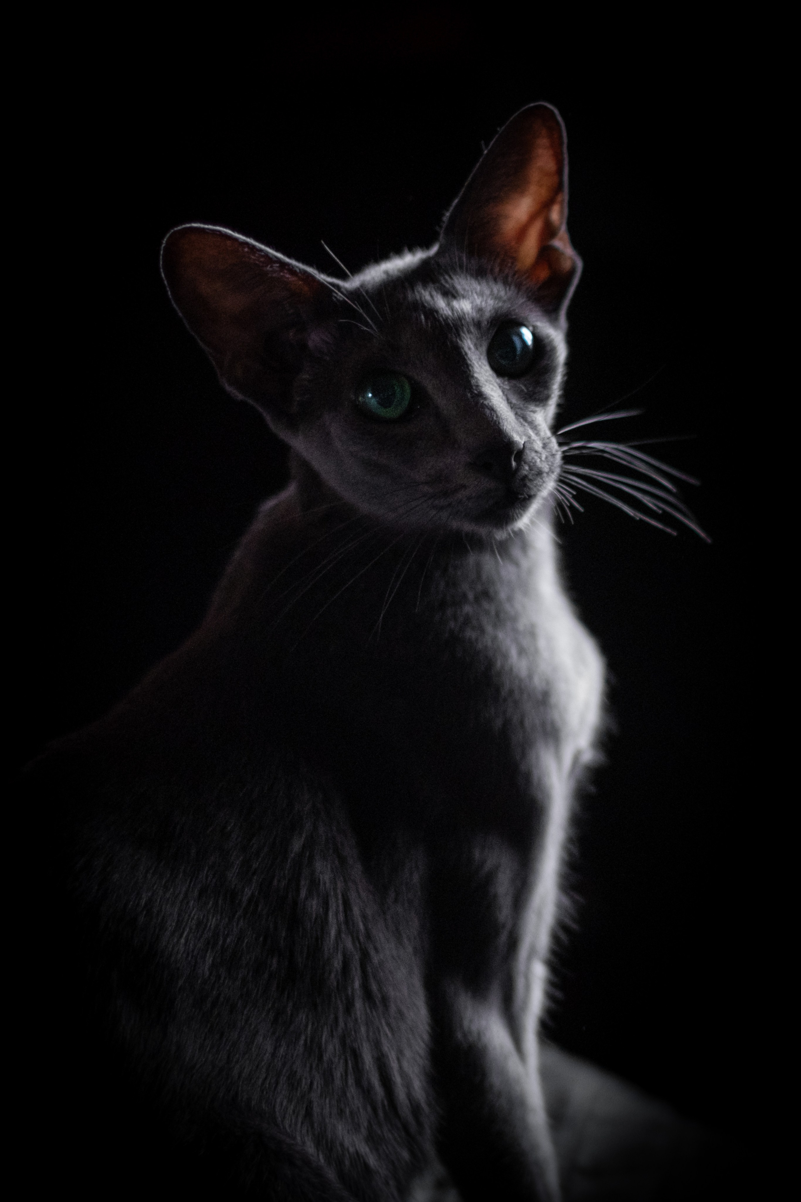 Веселая компания для Аллы) французы флаффи, пудели, ориенталы. Зоофотограф, фотограф животных в Москве и области Дина Дамоцева