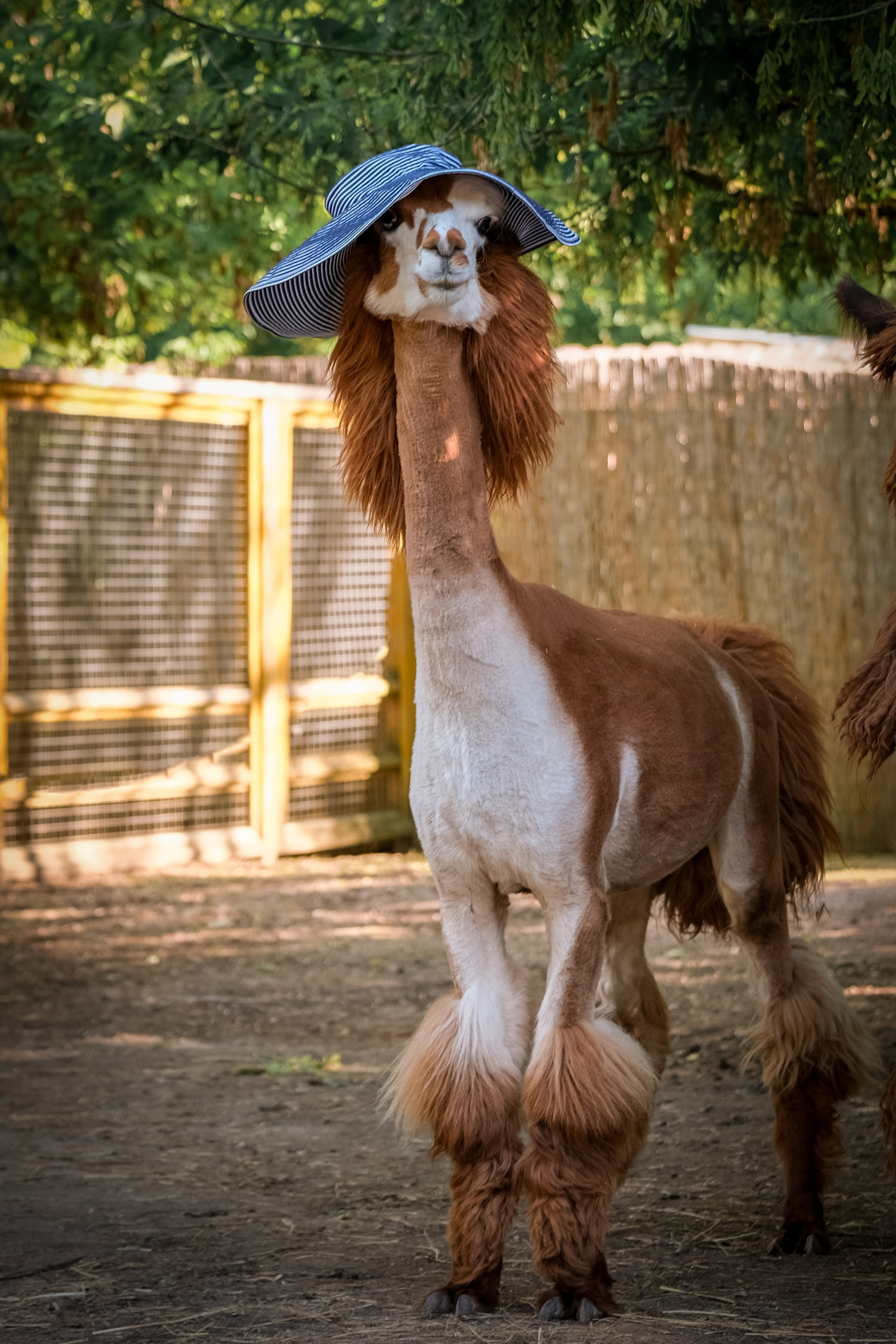 Альпаки). Зоофотограф, фотограф животных в Москве и области Дина Дамоцева